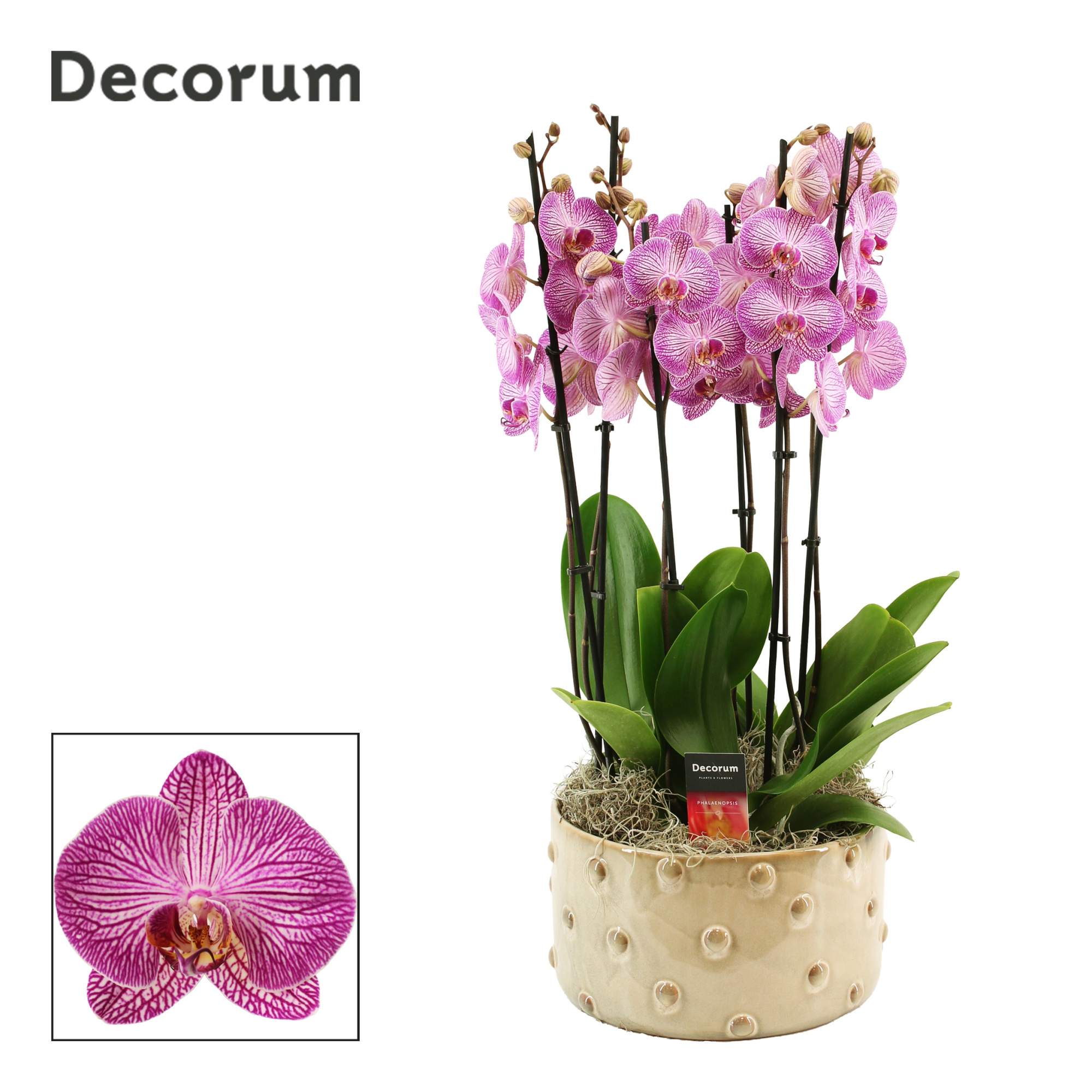 Belle 6 tak symphony purple (Deco-collection), D 27