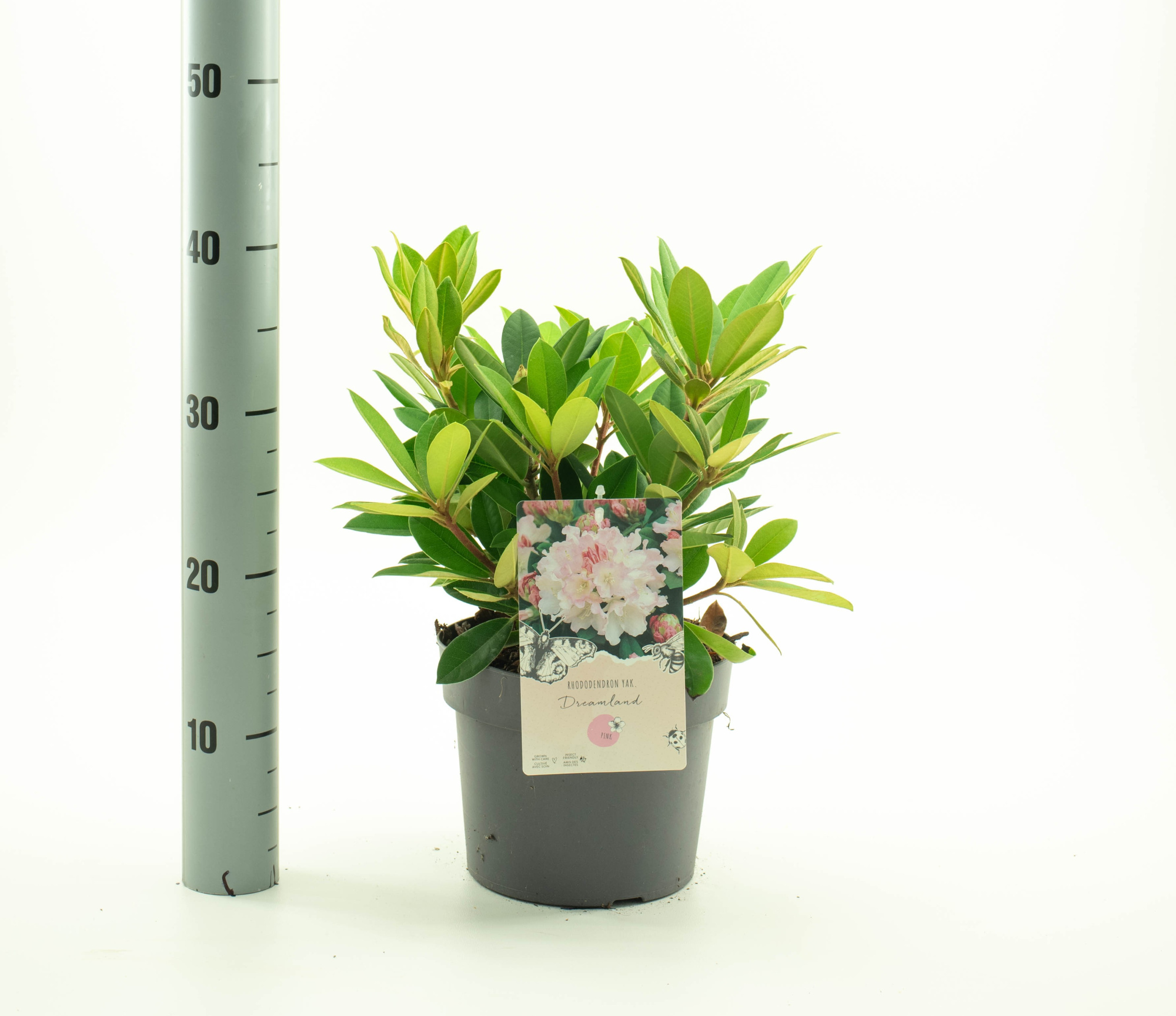 Rhododendron (Y) 'Dreamland', D 19