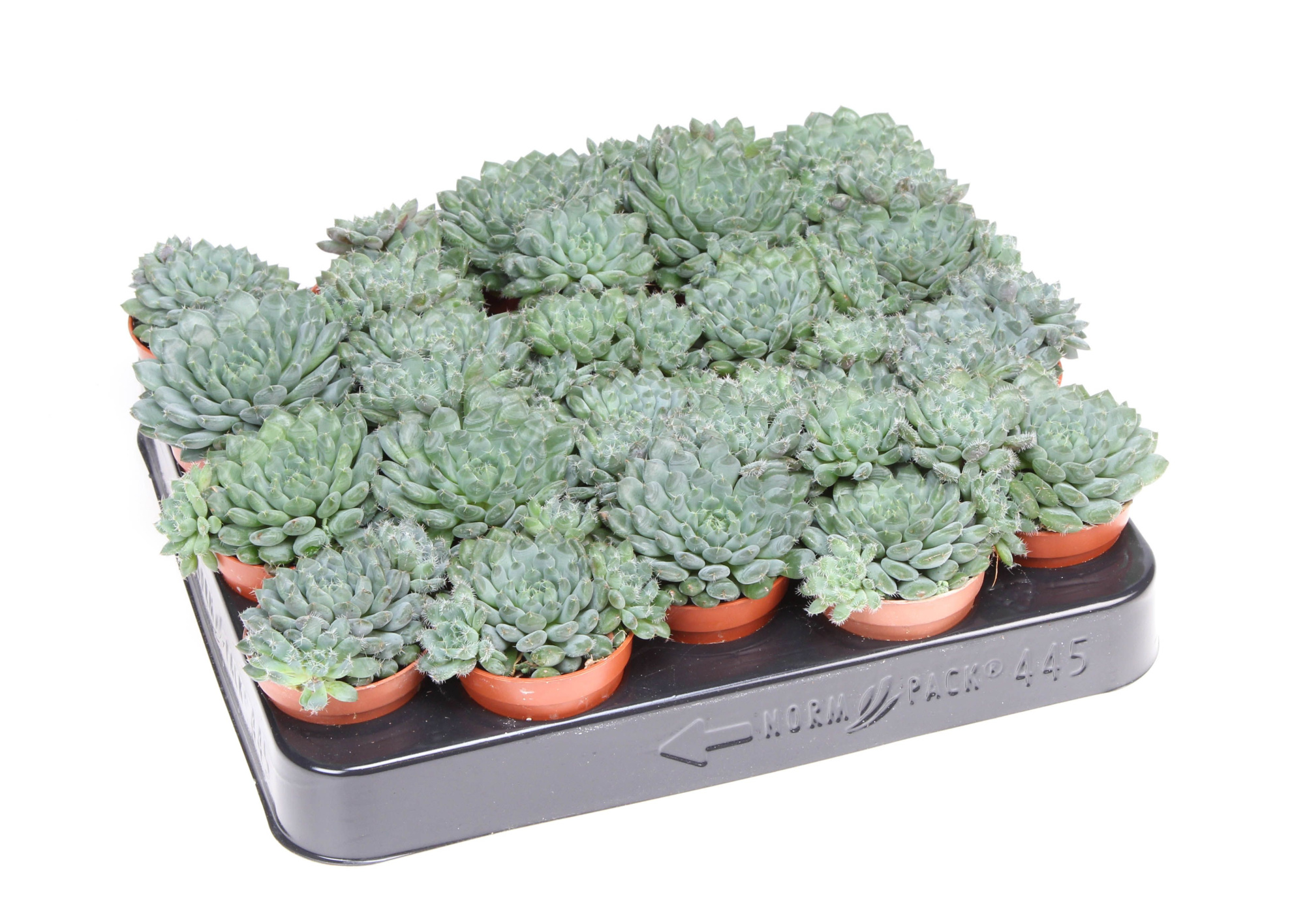 Echeveria rundelii, D 5,5 cm