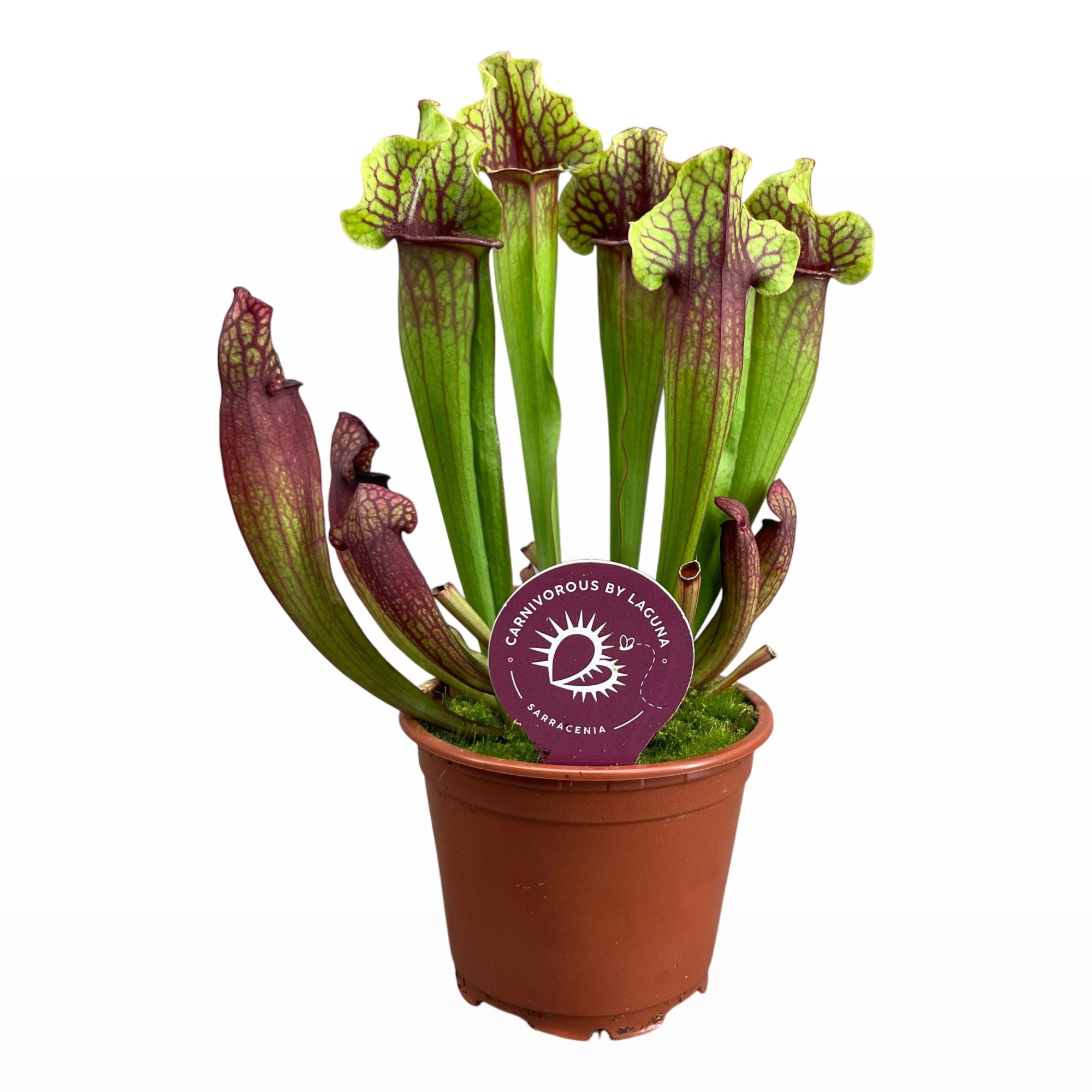 Sarracenia Mitchelliana 8,5 cm, D 8,5 cm
