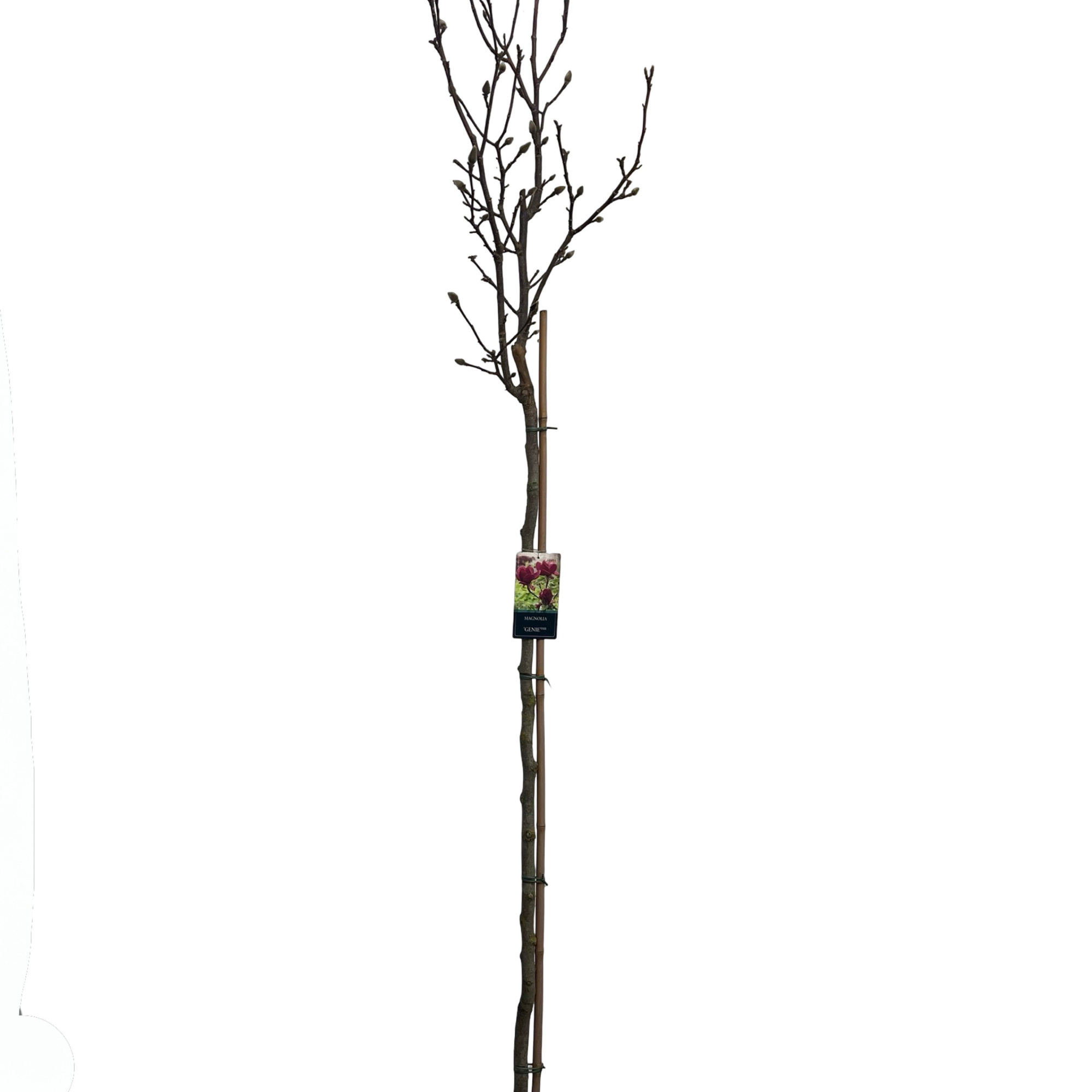 Magnolia 'Genie'® Stam 180cm, D 32
