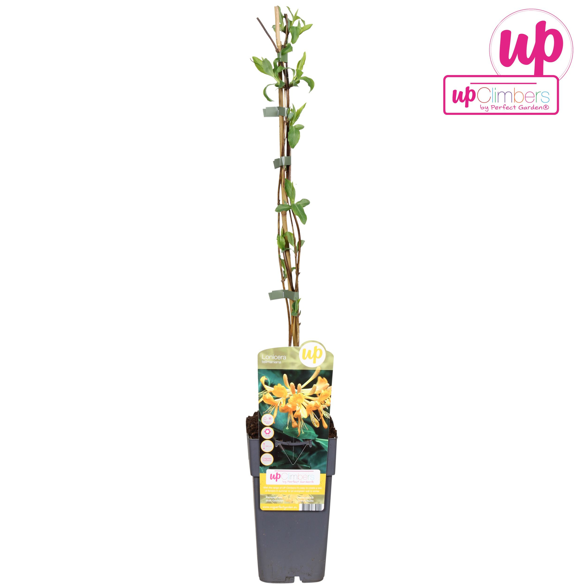 Lonicera 'Tellmanniana' P15, D 15