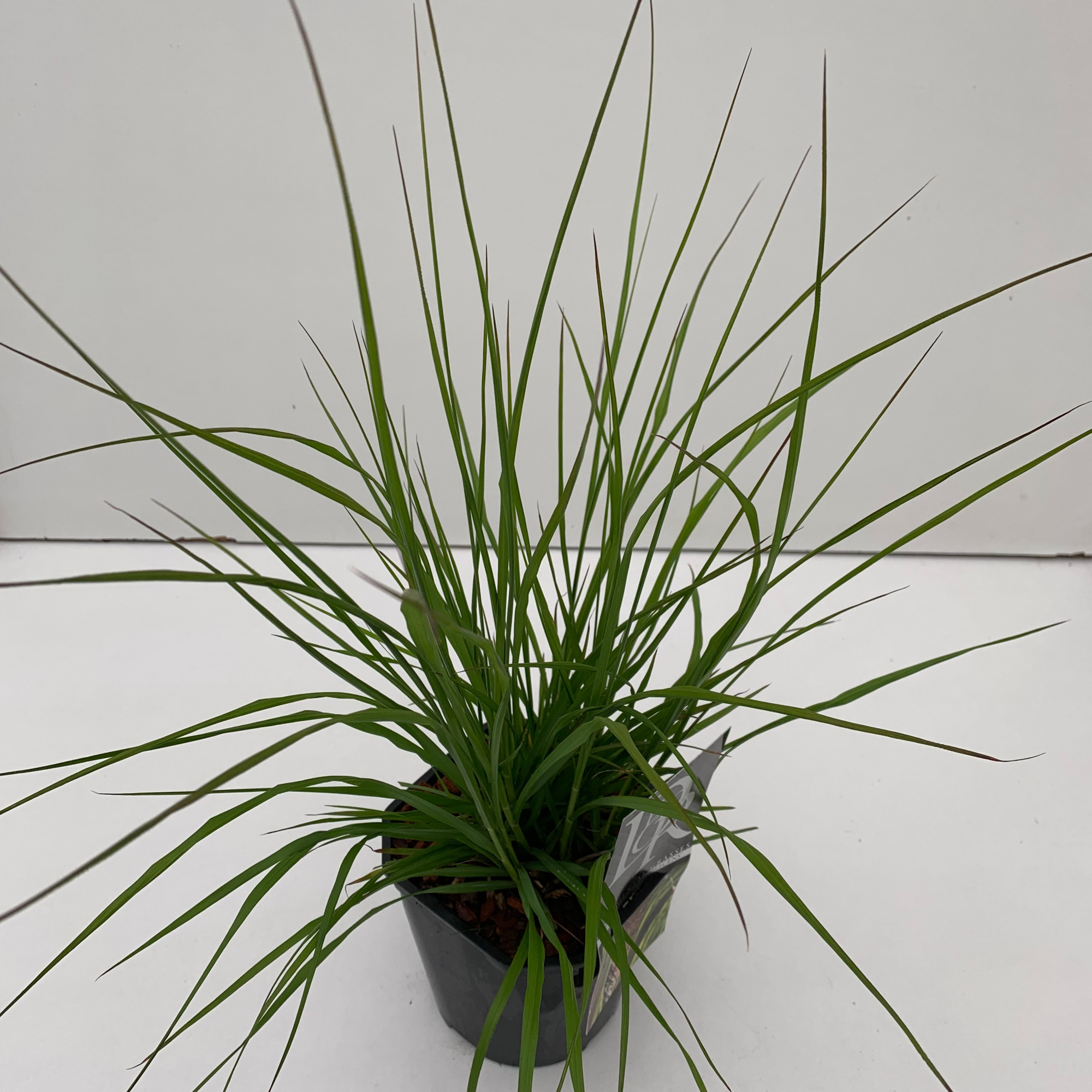 Pennisetum 'Viridescens', D 17 cm