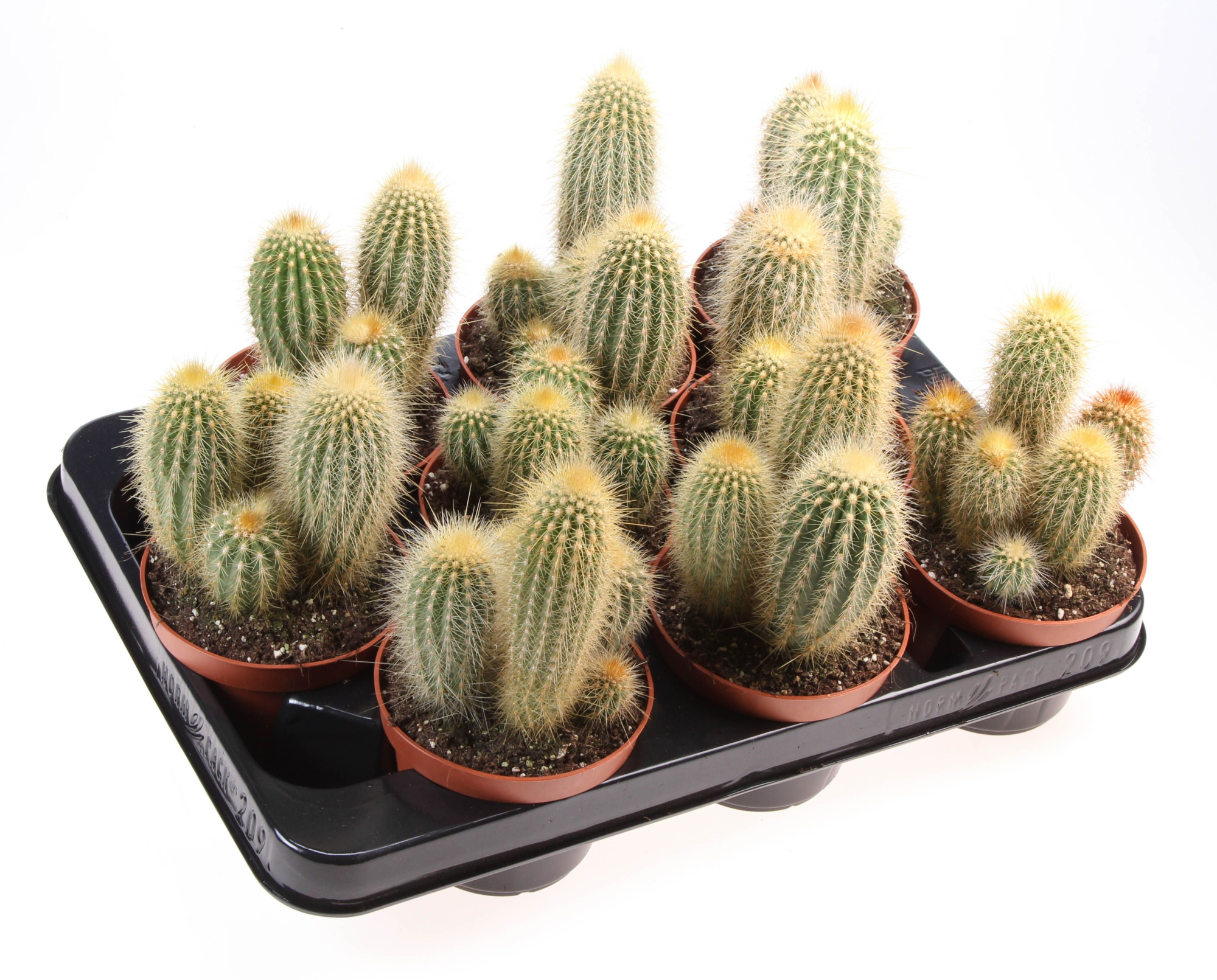 Vatricania guentheri, D 10,5 cm