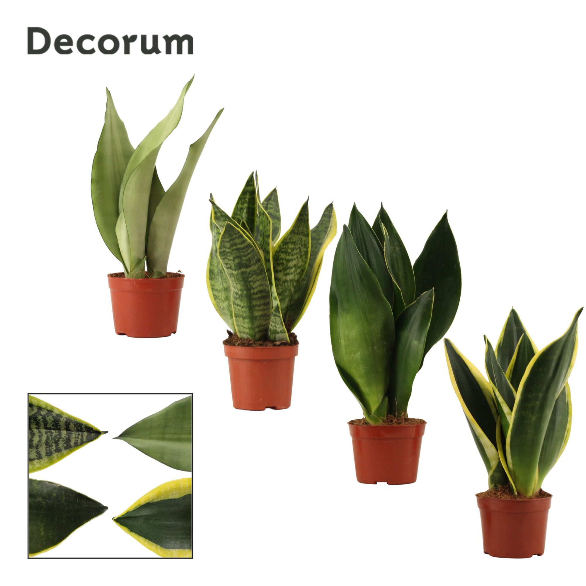 Sansevieria Super Mix 9 cm (Decorum), D 9