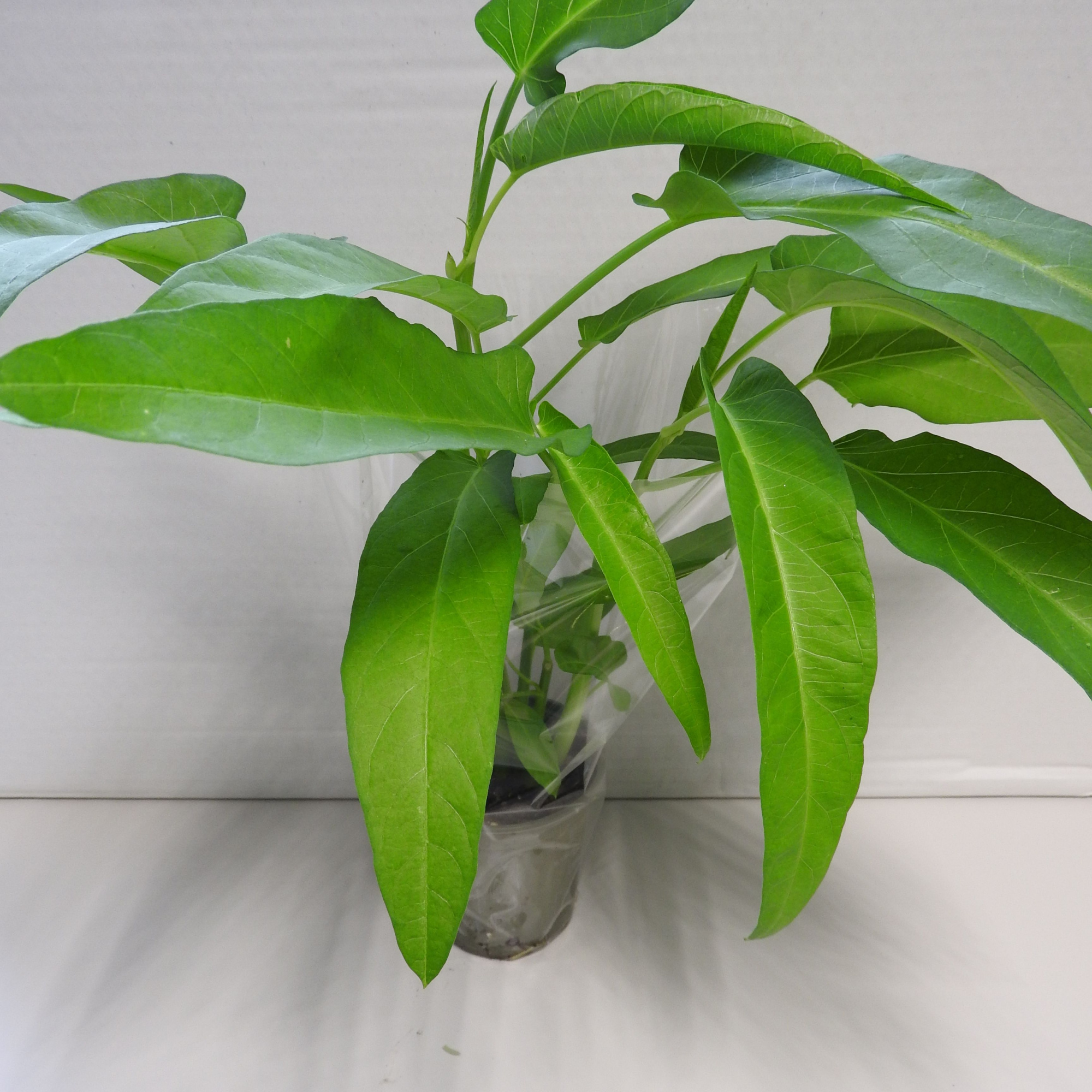 Vietnamese Waterspinazie P9, D 9 cm