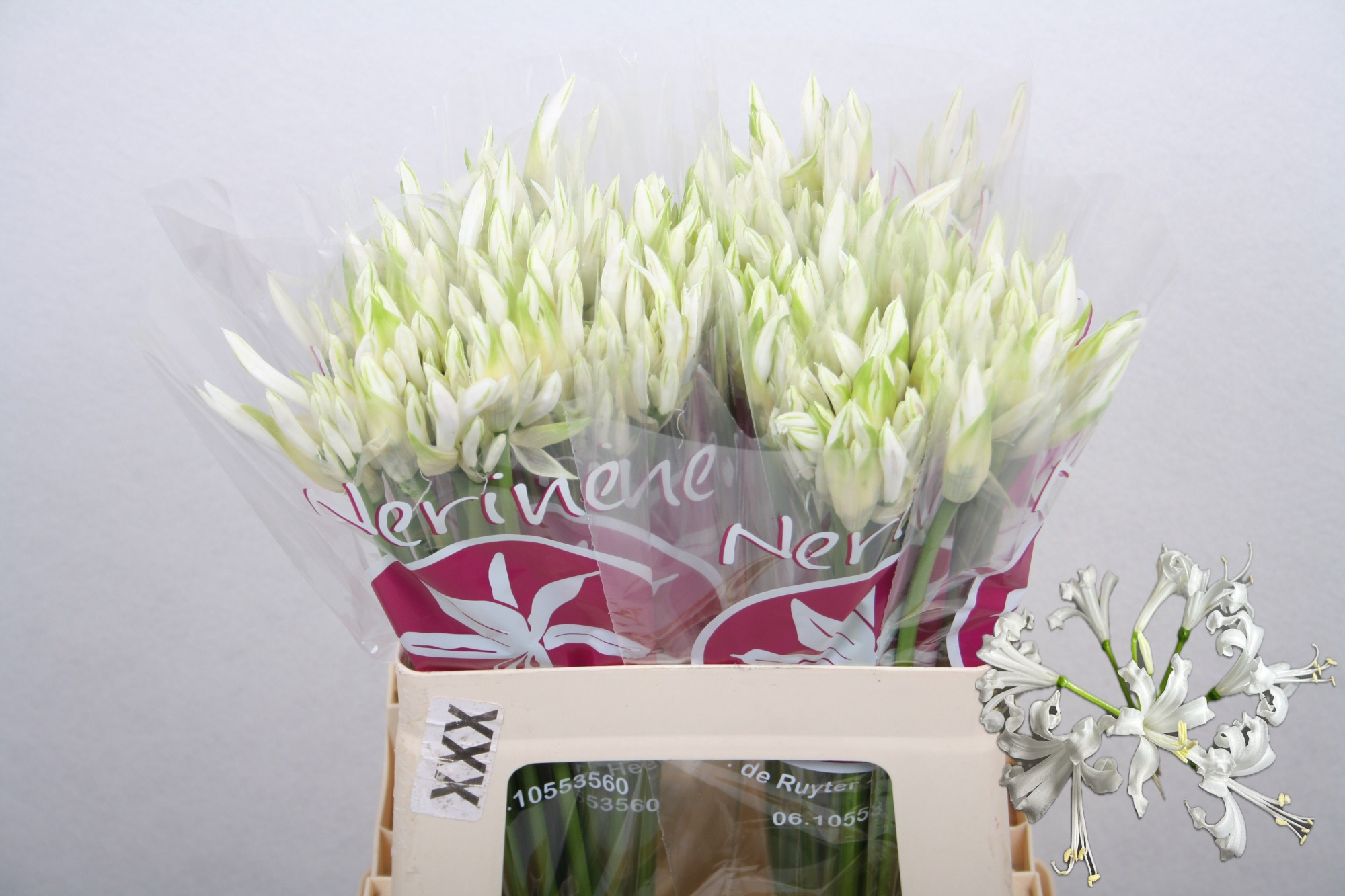 Нерине Бьянка Перла 55, шт.