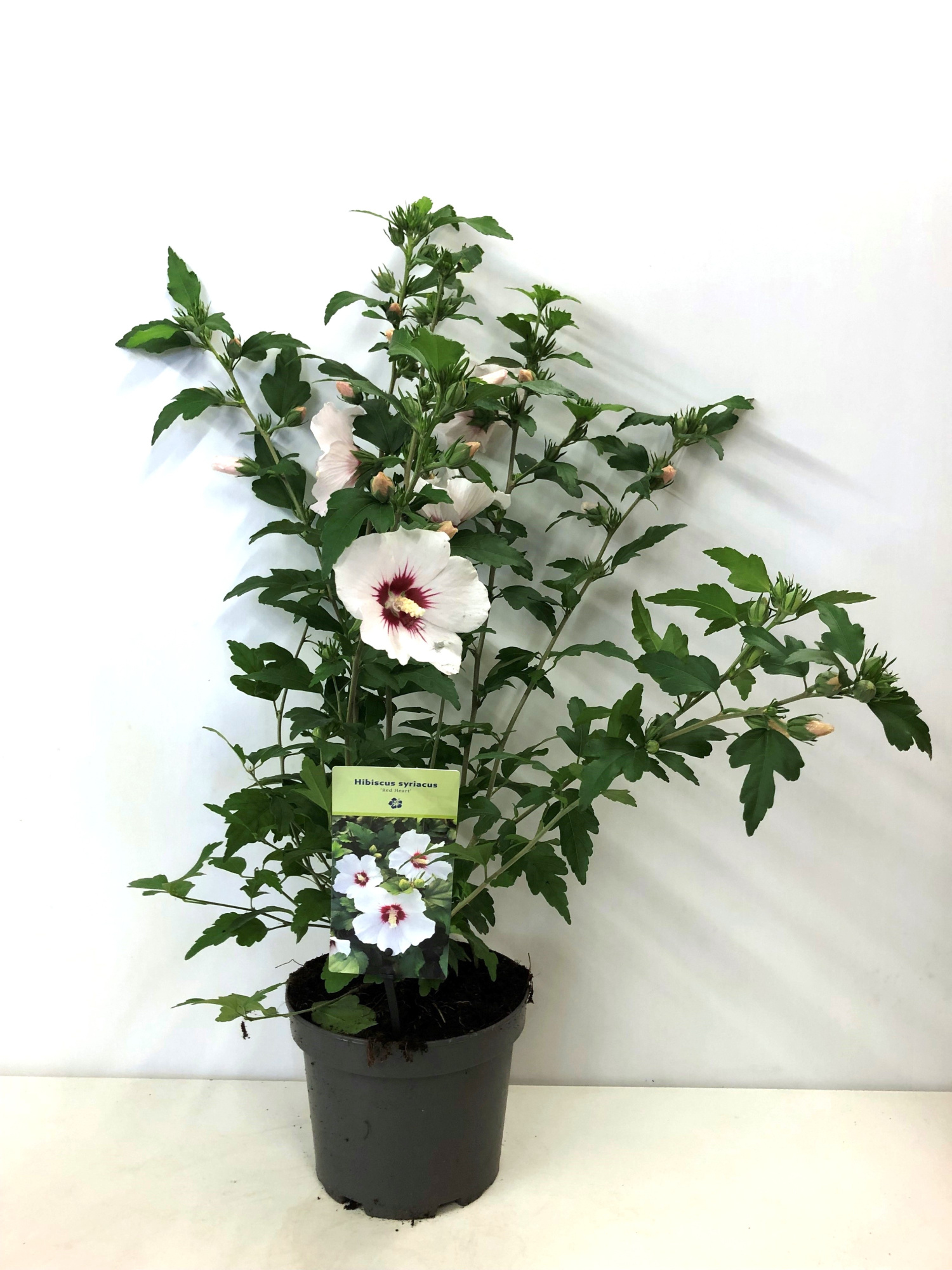 Hibiscus syriacus 'Red Heart' 19 cm, D 19 cm