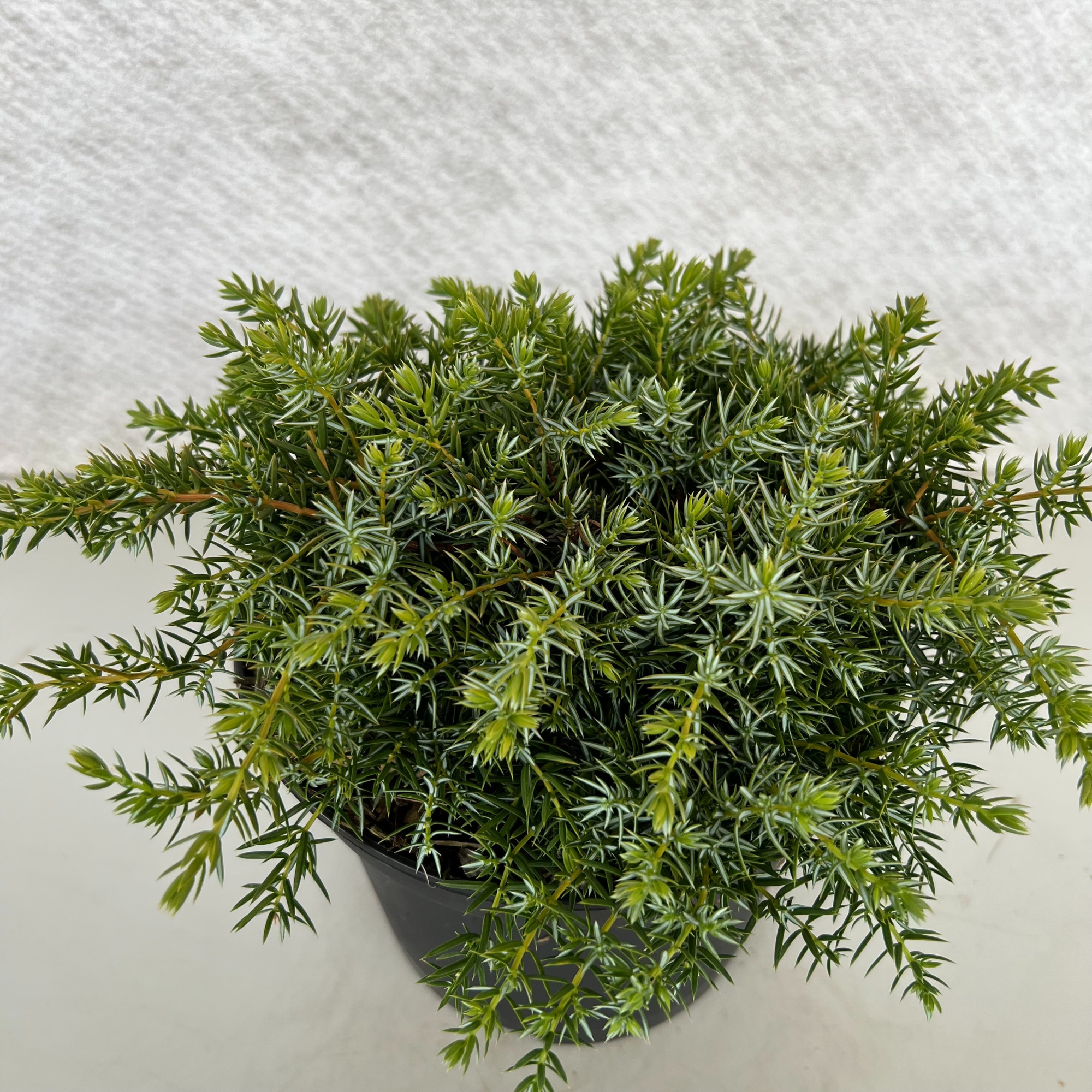 Juniperus communis 'Silver Carpet' (kopie), D 29 cm