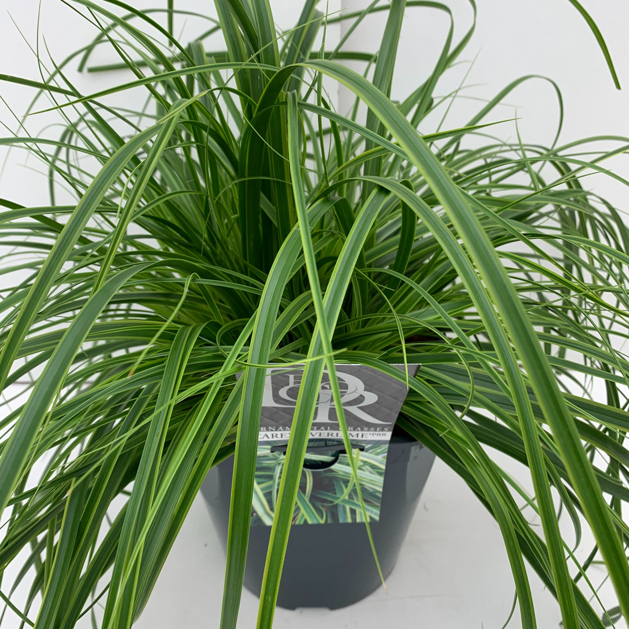 Carex 'Everlime', D 23 cm