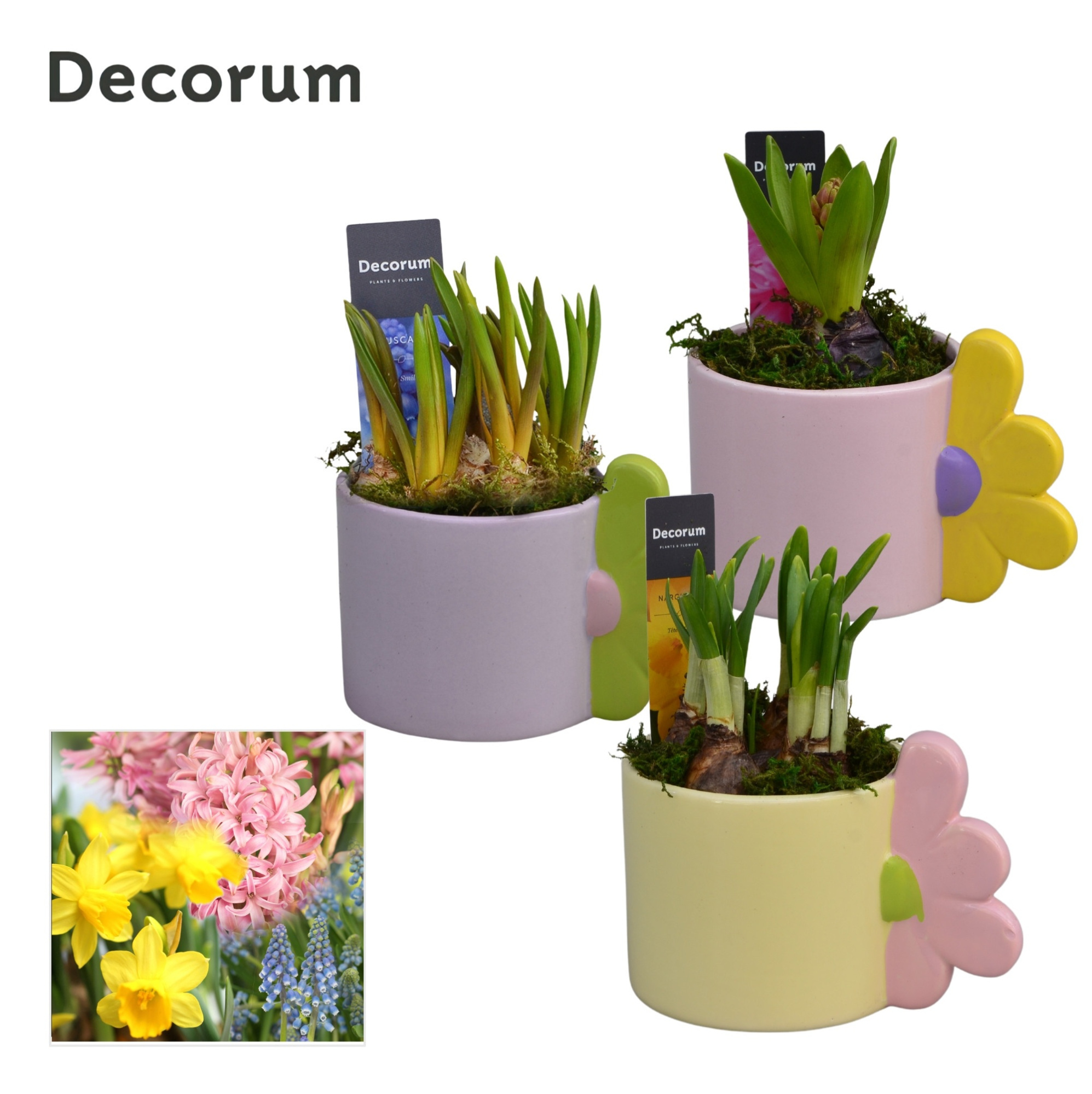 Bollenmix Bloomie Mug HL15413B, D 10