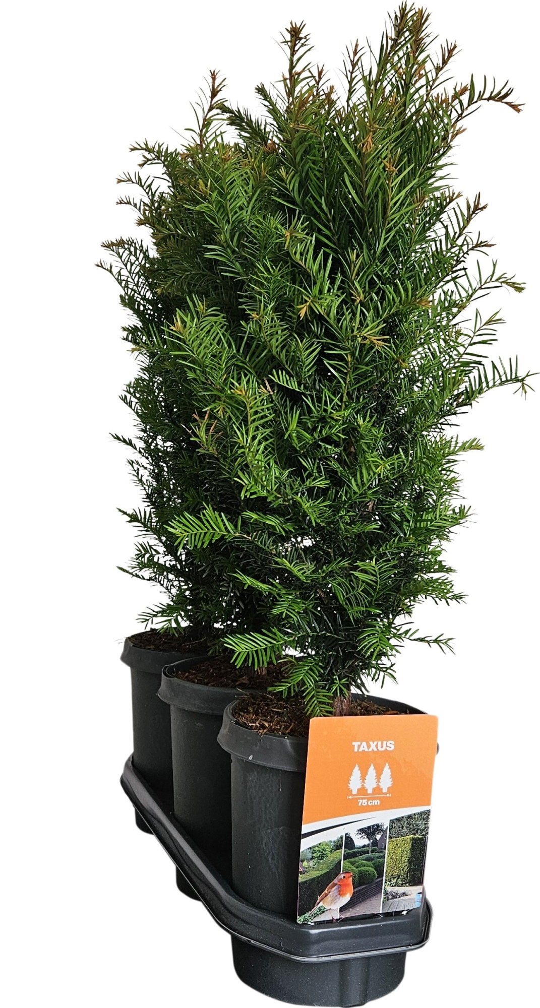 Hedgeline Taxus baccata 50-60 C4, D 21