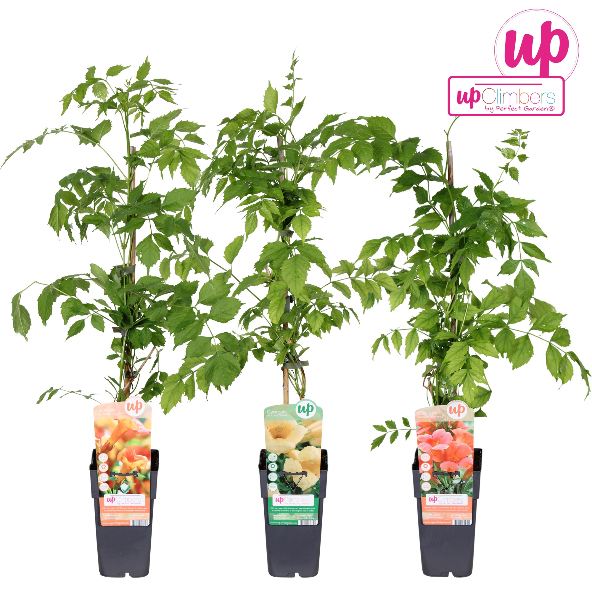 Campsis mix laag geent P15, D 15 cm