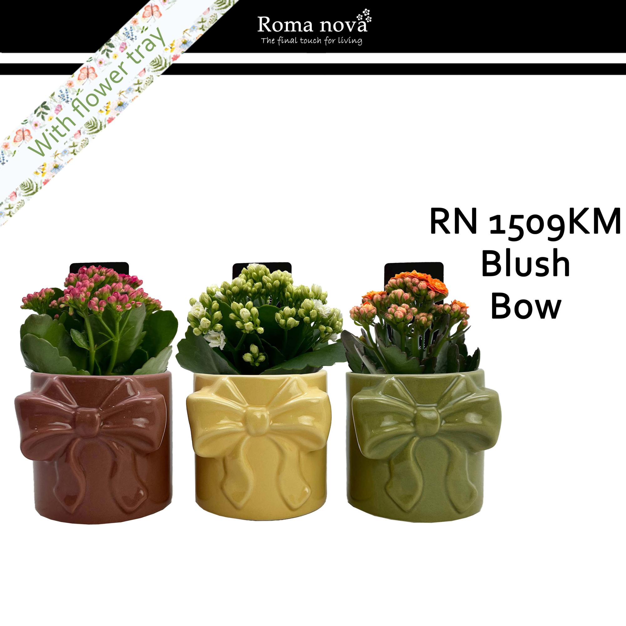 1509KM - Blush Bow (Kalanchoe mix), D 9