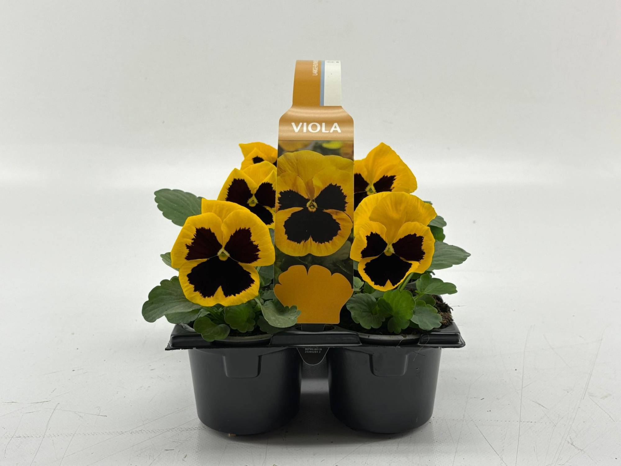 Sixpack Viola F1 Yellow With Blotch, D 9