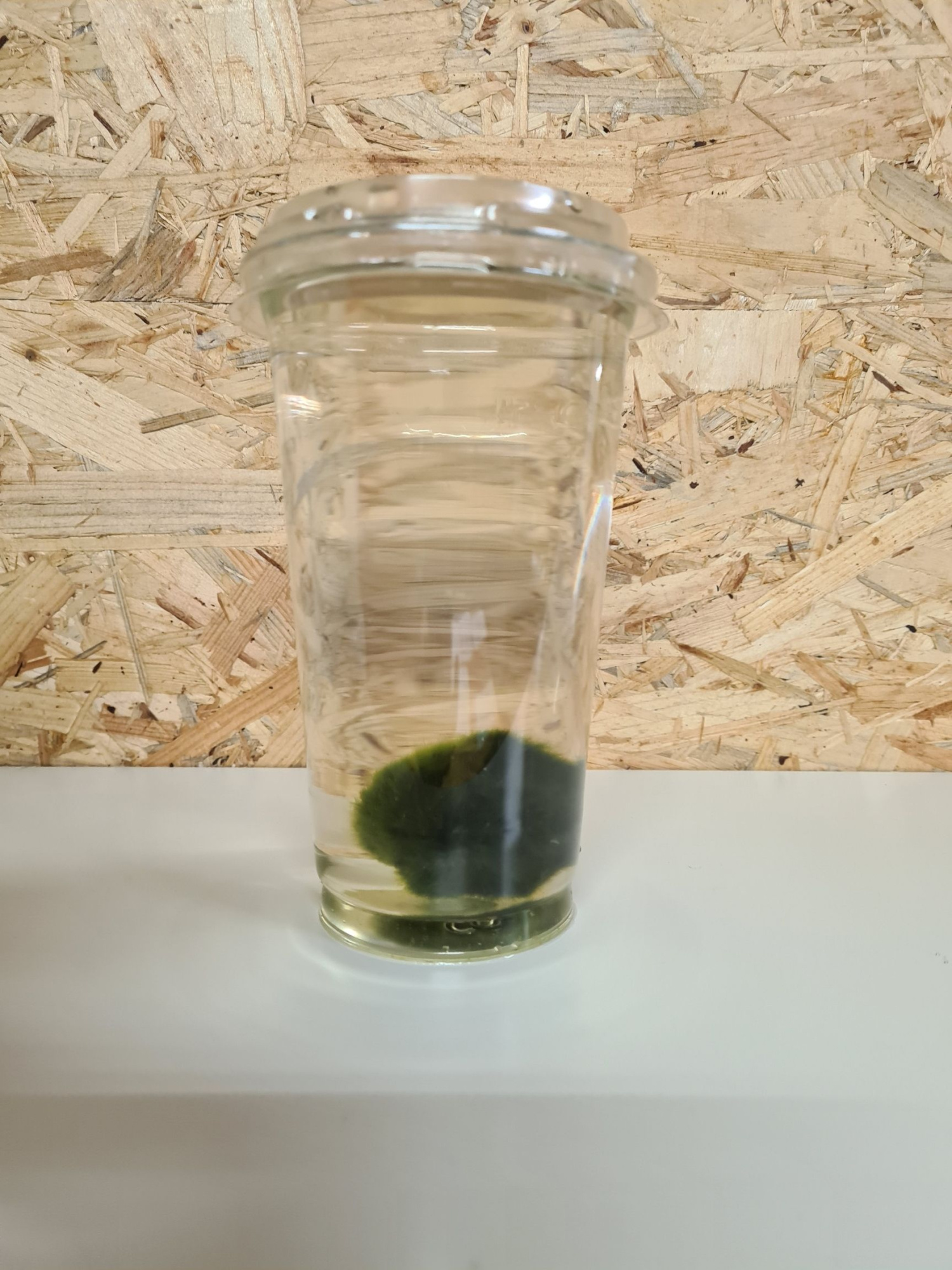 212-Cadophora mario - mosbal xxl, D 9 cm