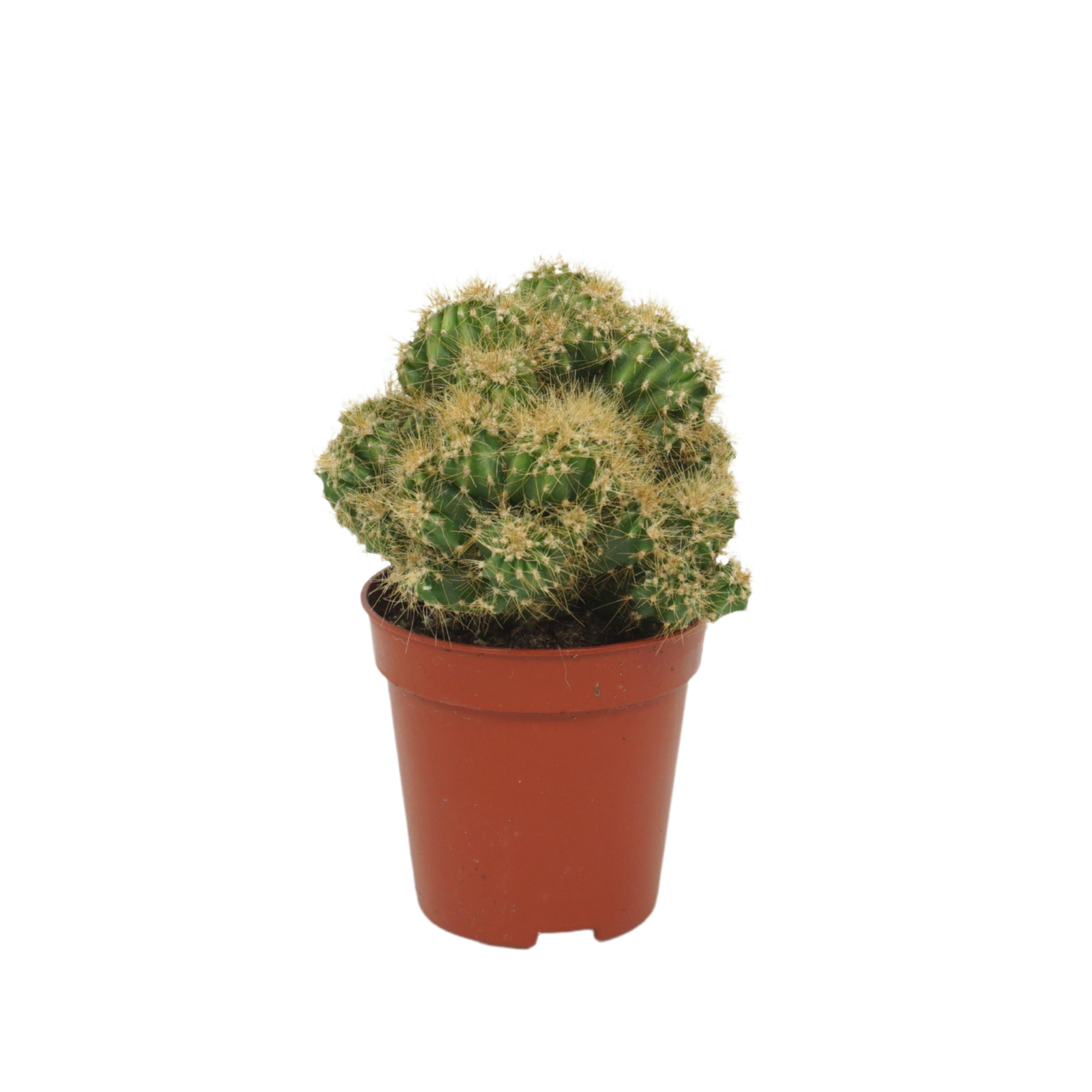 Cereus peruvianus `Monstrosus` geel 5,5 cm, D 5,5