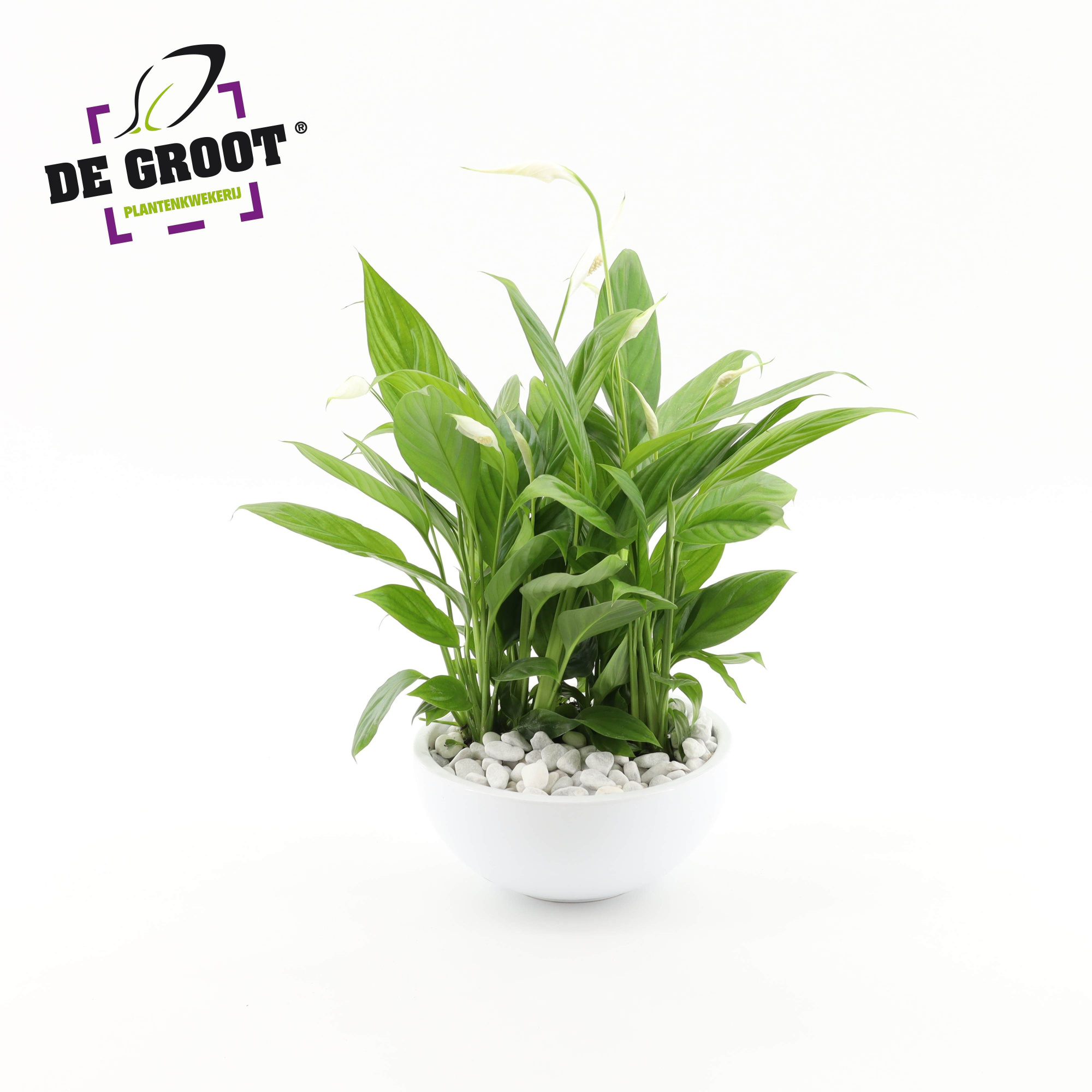 Arrangement Spathiphyllum "Bertoni" in schaal, D 22 cm