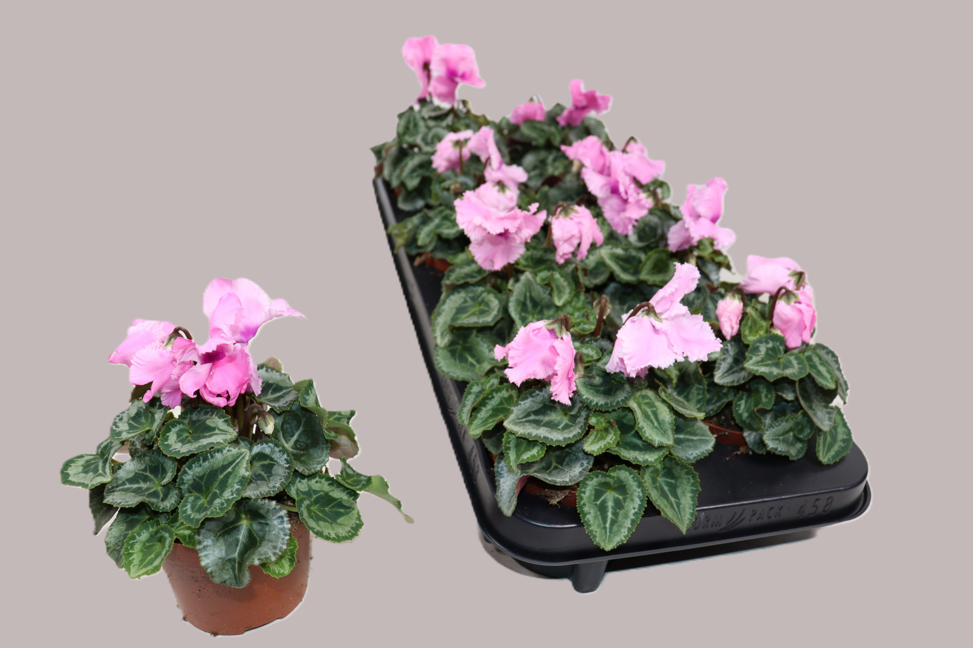 Cyclamen Falballa, D 10,5