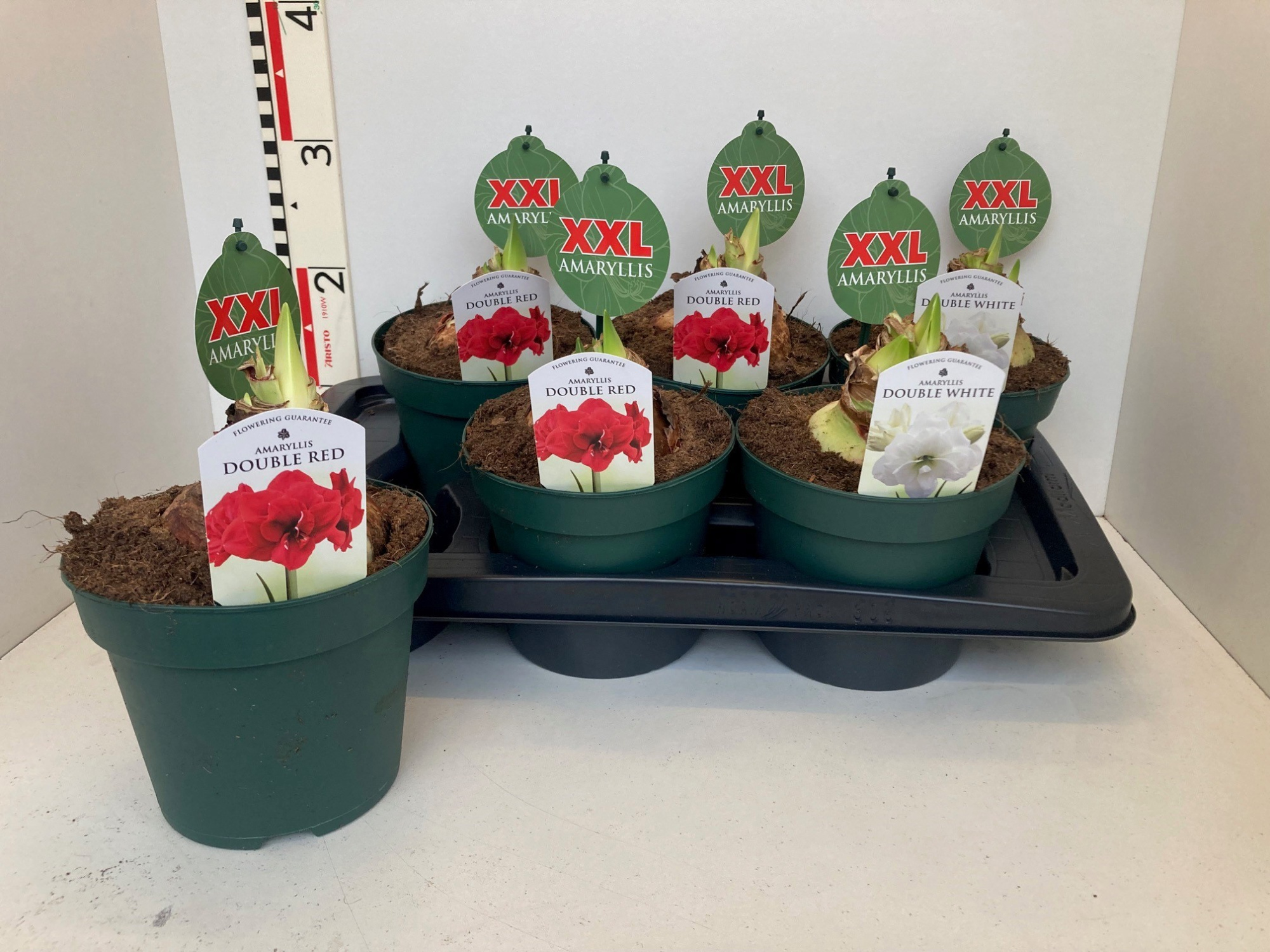 Amaryllis 17 cm pot 2 steel Double Mixed 2srt, D 17 cm