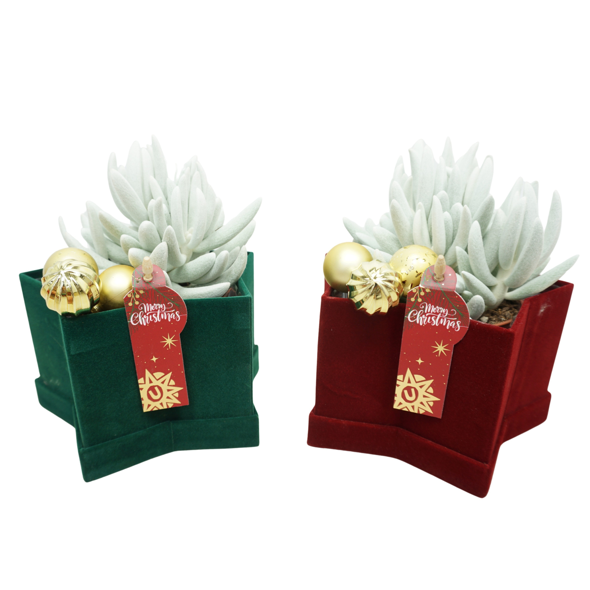 Hoedendoos Ster met 'natural' Senecio Mont Blanc, D 15 cm