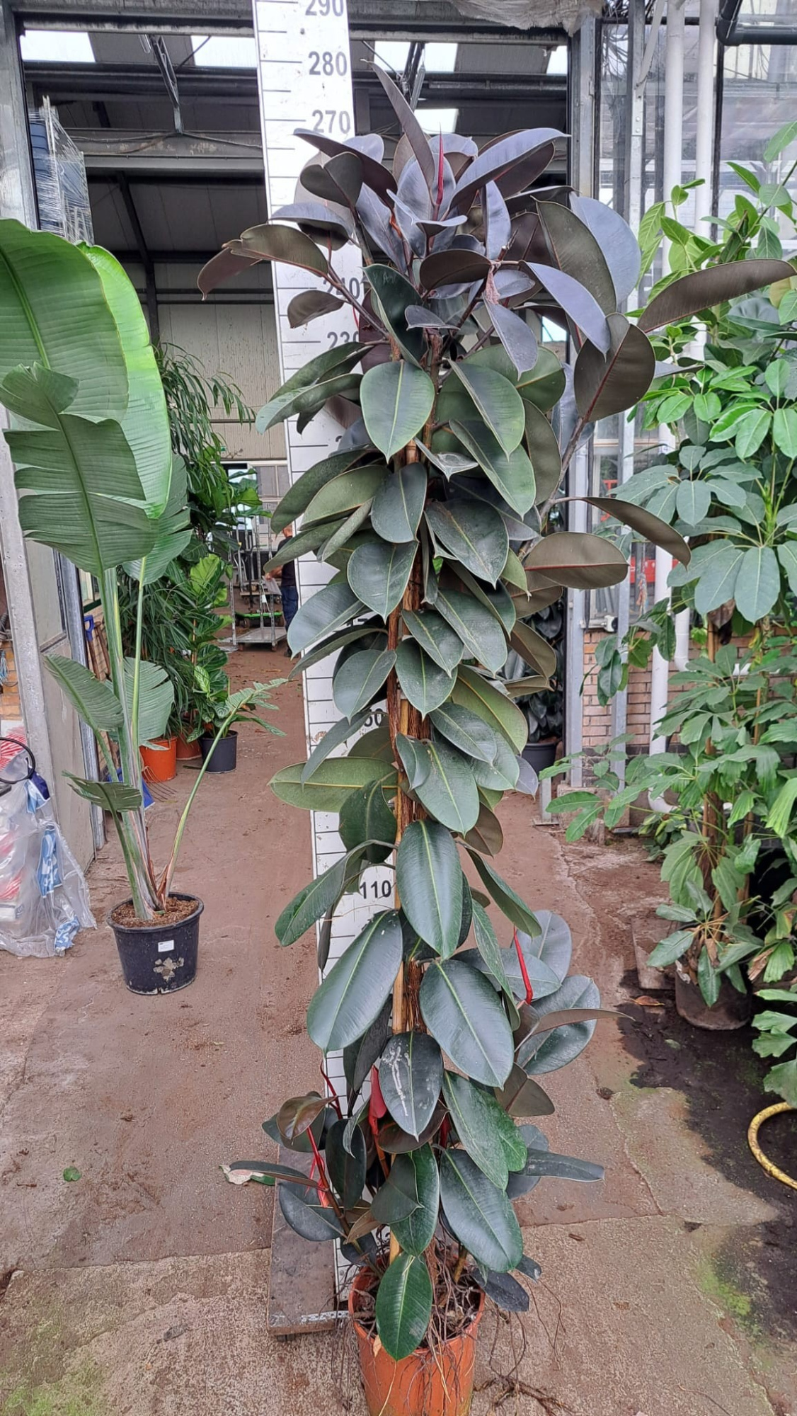 Ficus Elastica Abidjan vertakte toef 250, D 30