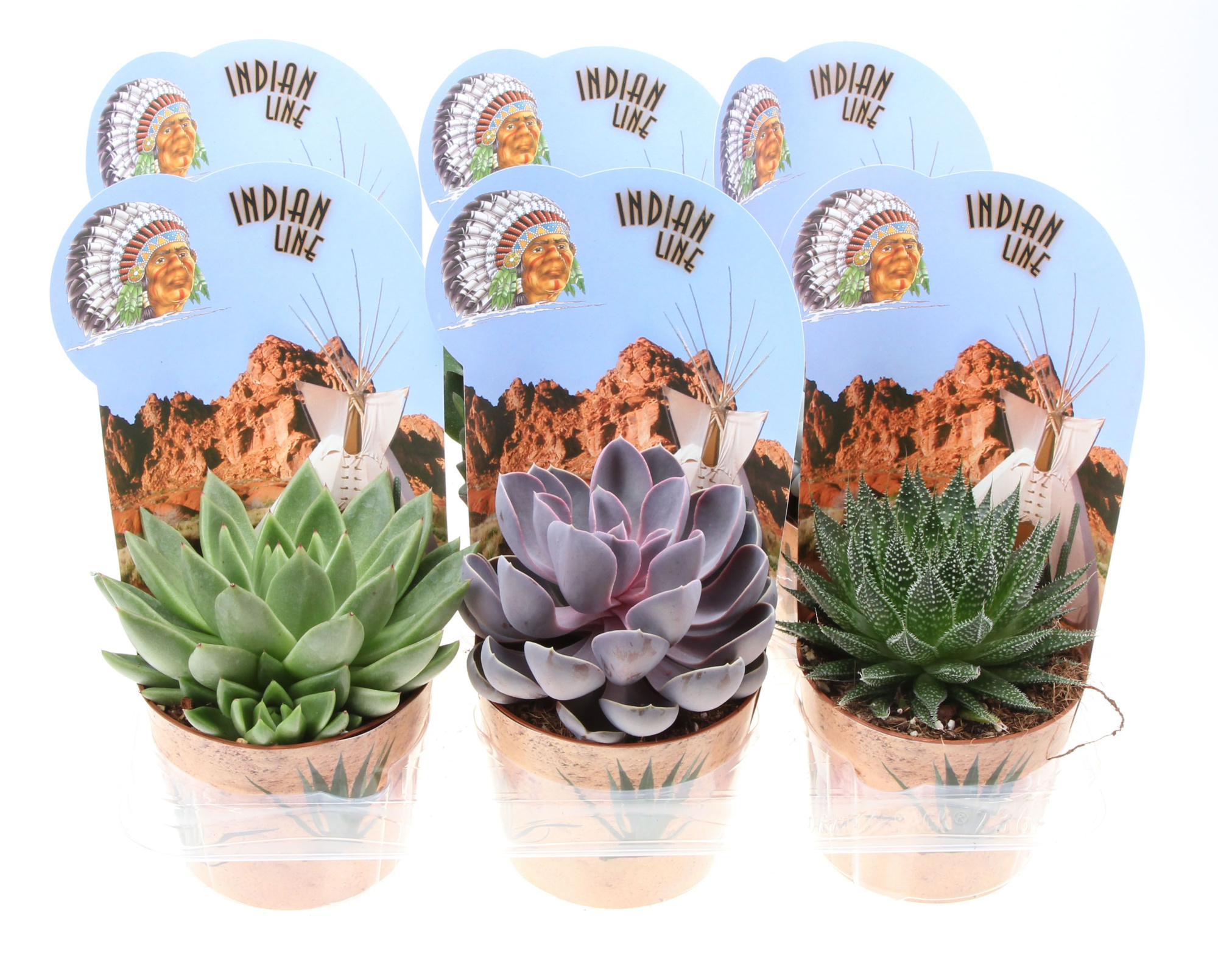 Potcover indian line succulent mix, D 12 cm