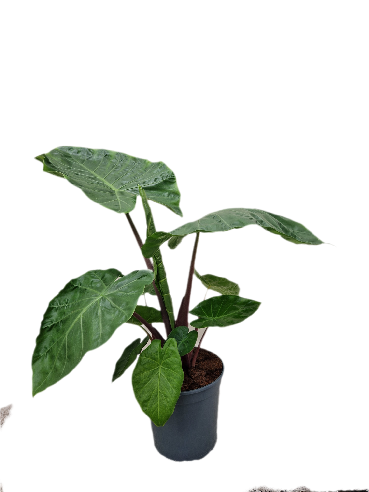 Alocasia Imperial Red, D 21