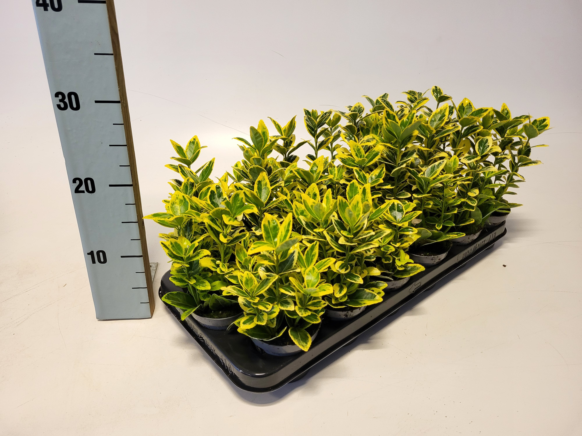 Euonymus mixlaag 9 cm, D 9 cm