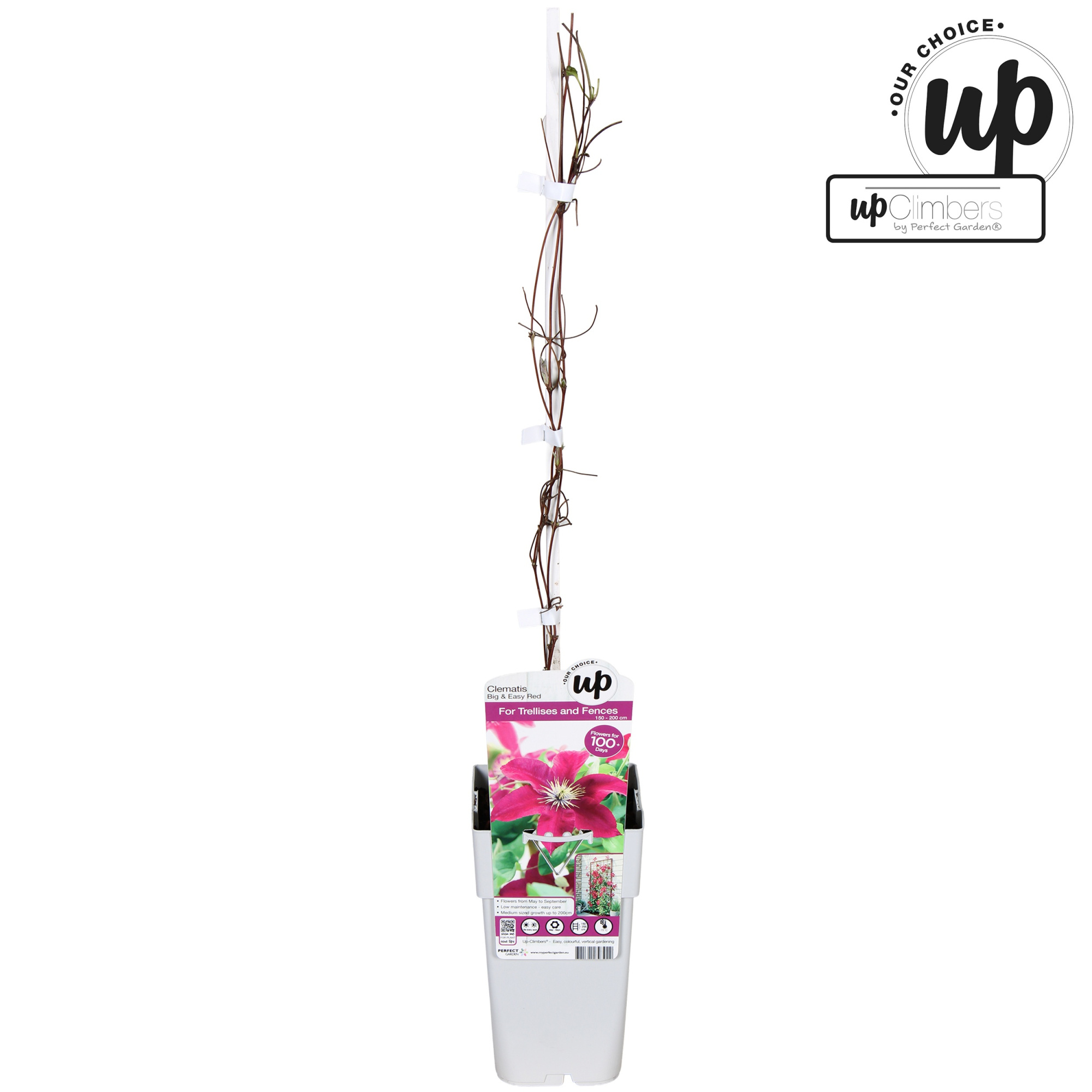 Clematis Big and Easy Red - Elpis P15, D 15