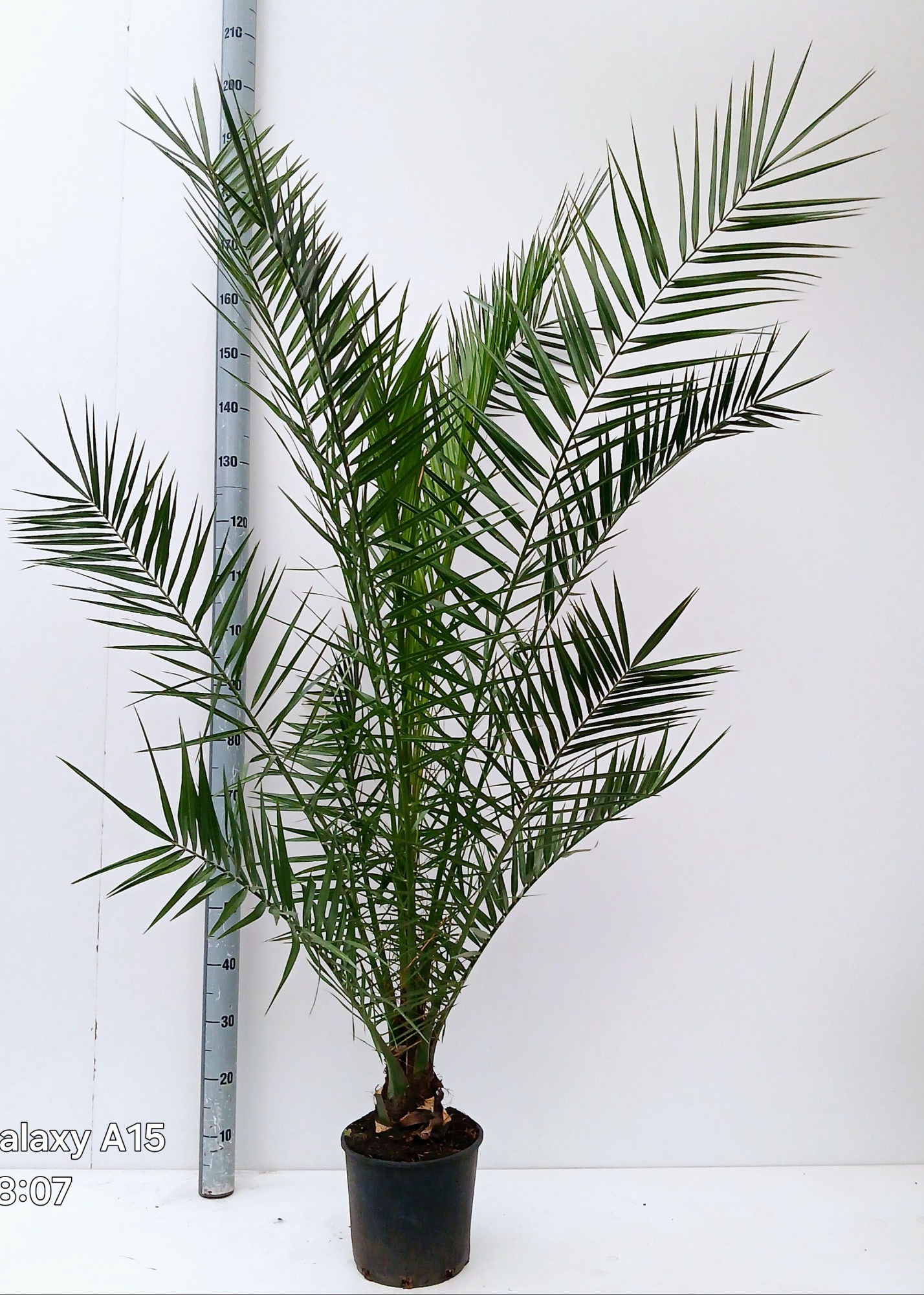 phoenix canariensis, D 25 cm