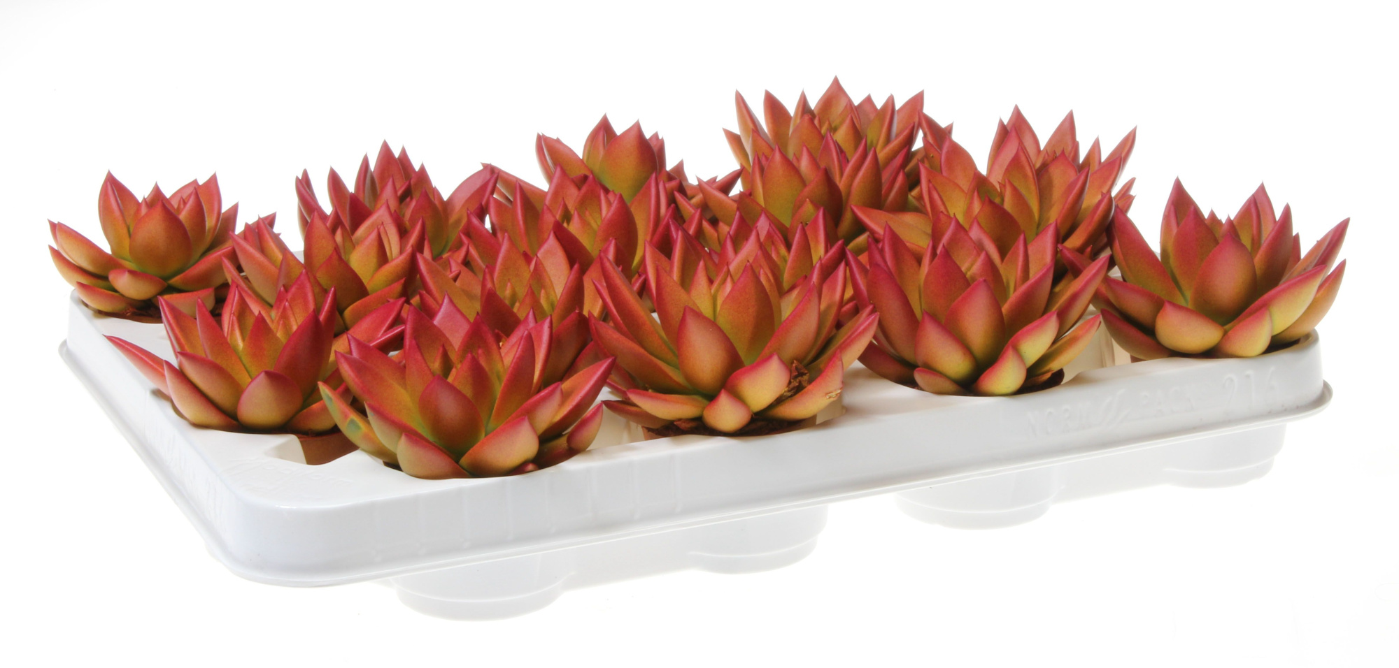 Rainbow zalm, D 6 cm