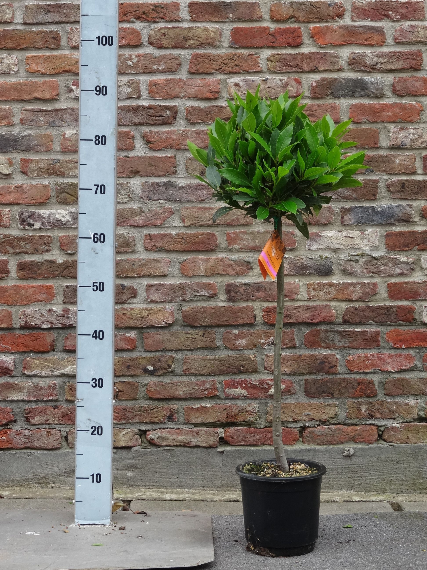 LAURUS NOBILIS BOL OP 1/4STAM 25/30 P 16, D 16