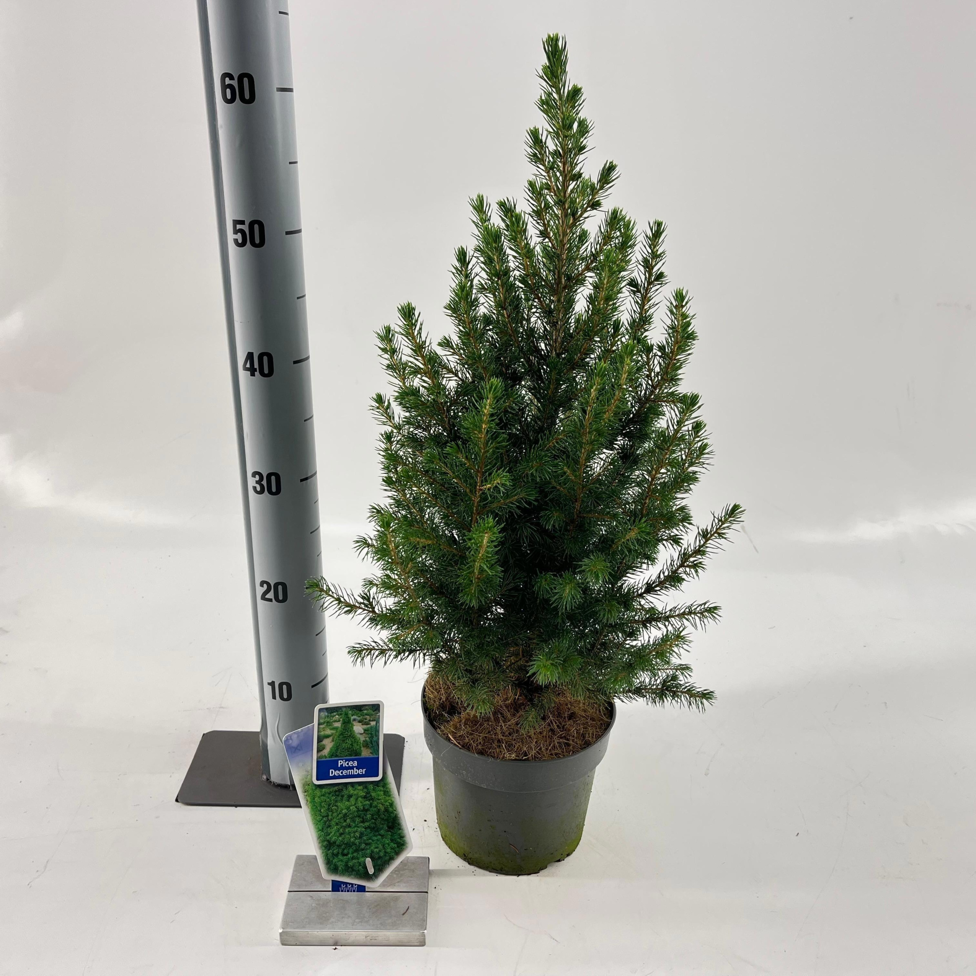 Picea glauca ‘Conica’, D 17 cm