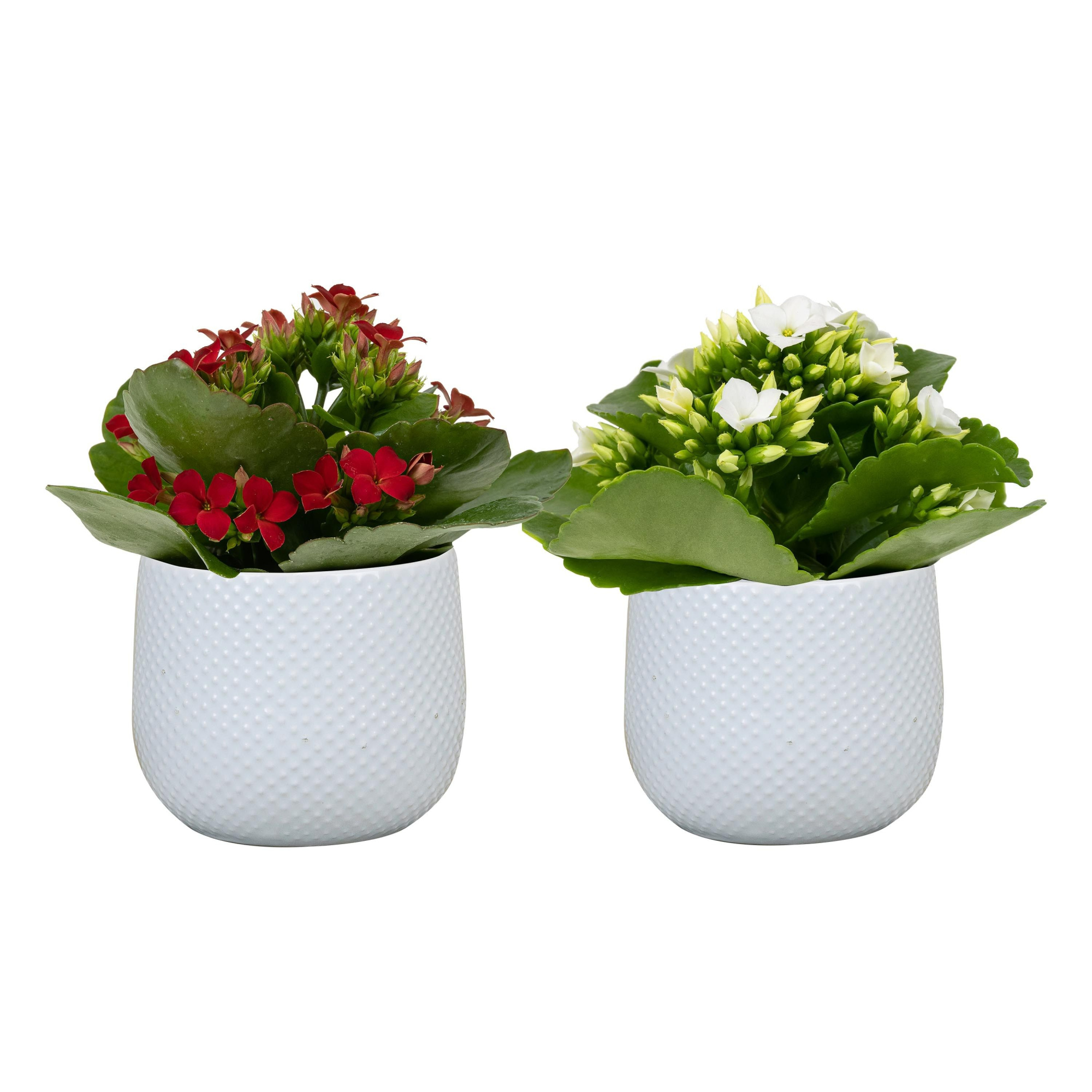 Darwin White with Kalanchoe, D 6