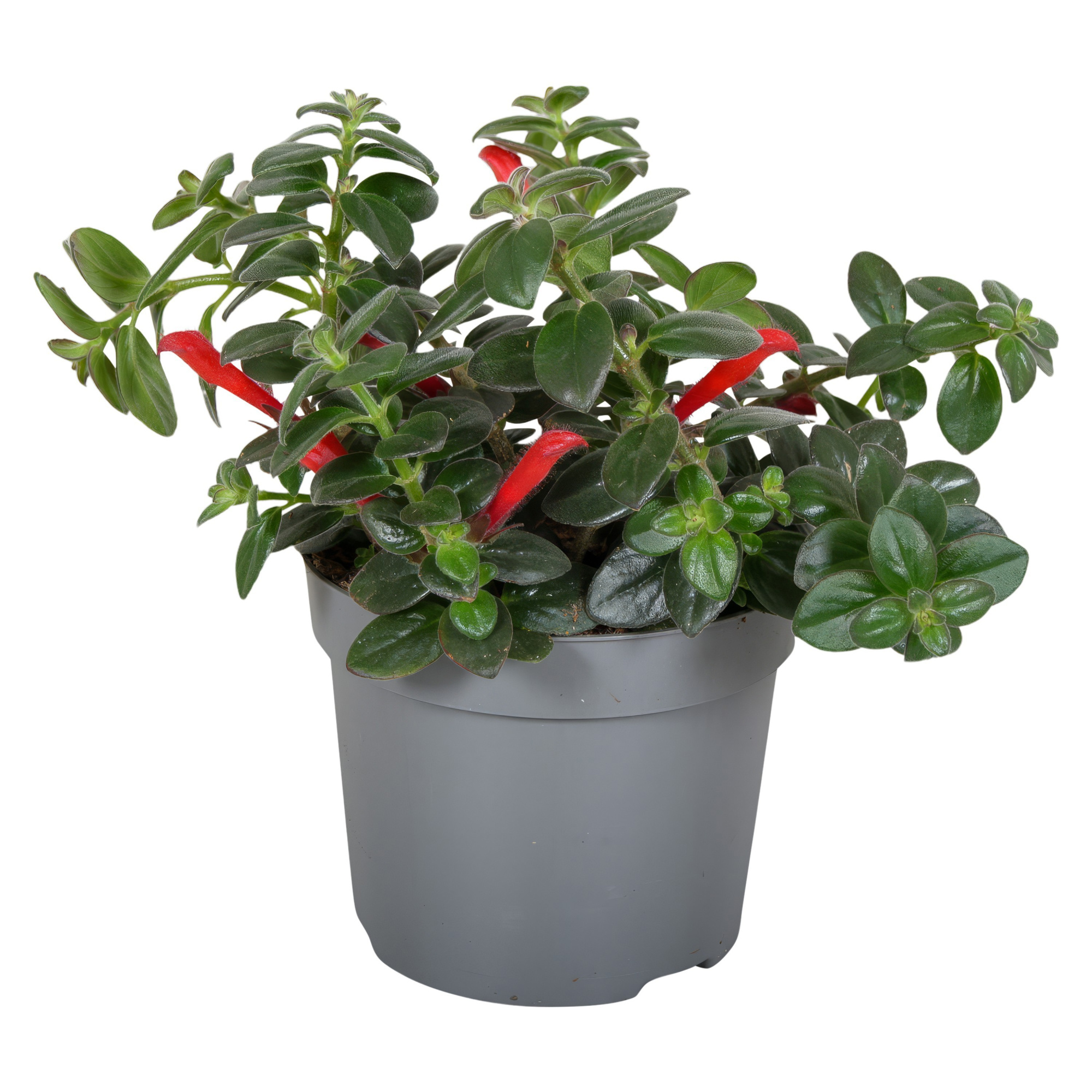 Columnea Arguta pot, D 13