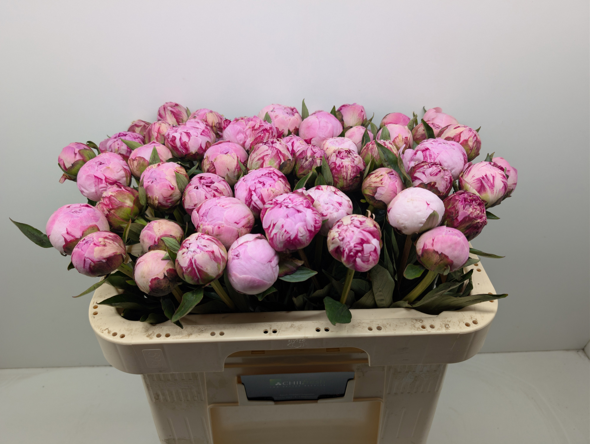 Пион Сара Бернар 55 (роз.), шт.