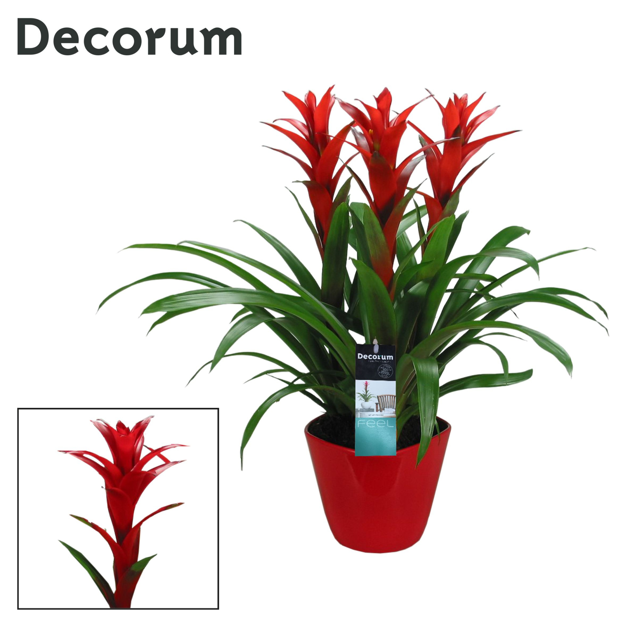Guzmania Ostara Forma Rood (Decorum), D 21 cm