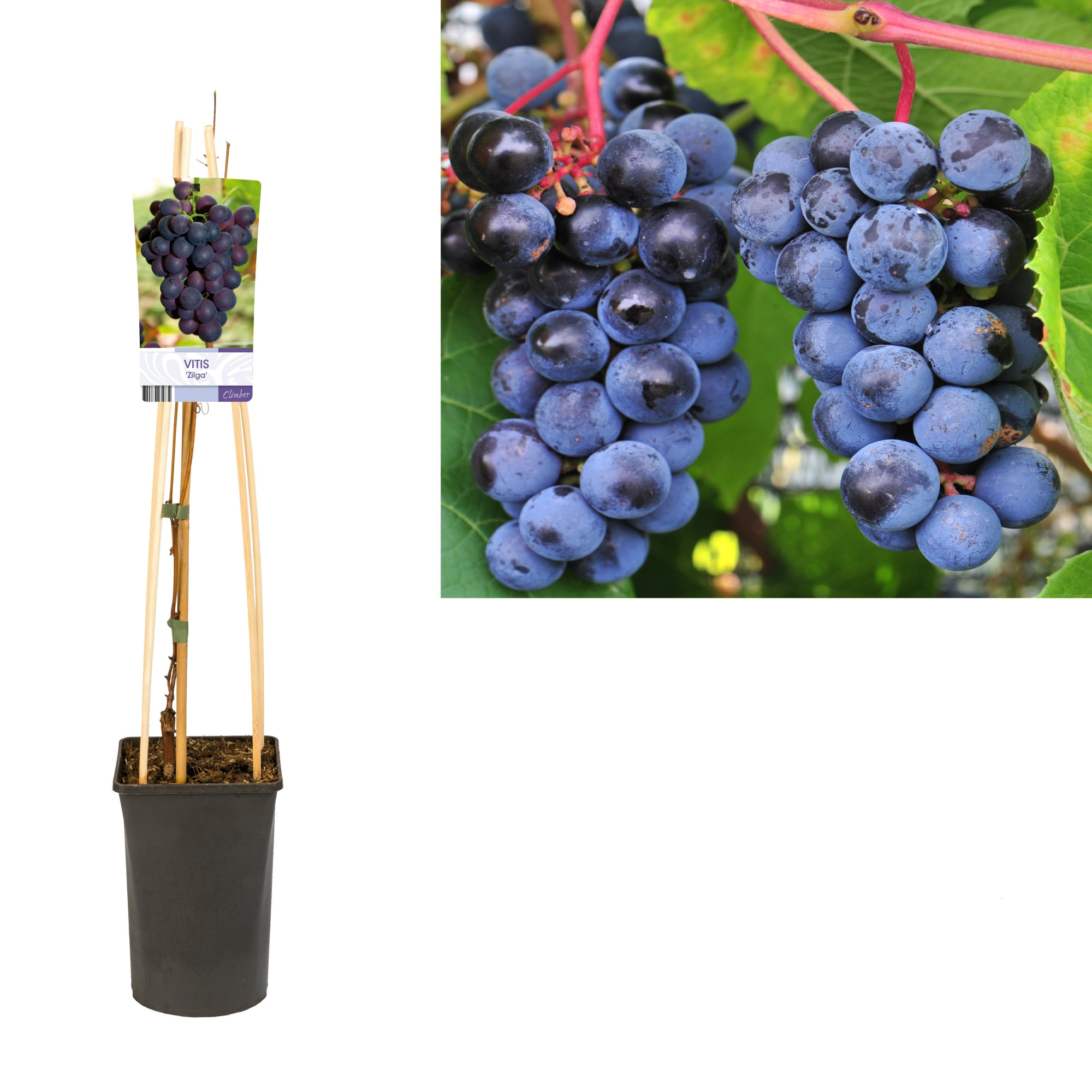 Vitis 'Zilga' +light label, D 17 cm