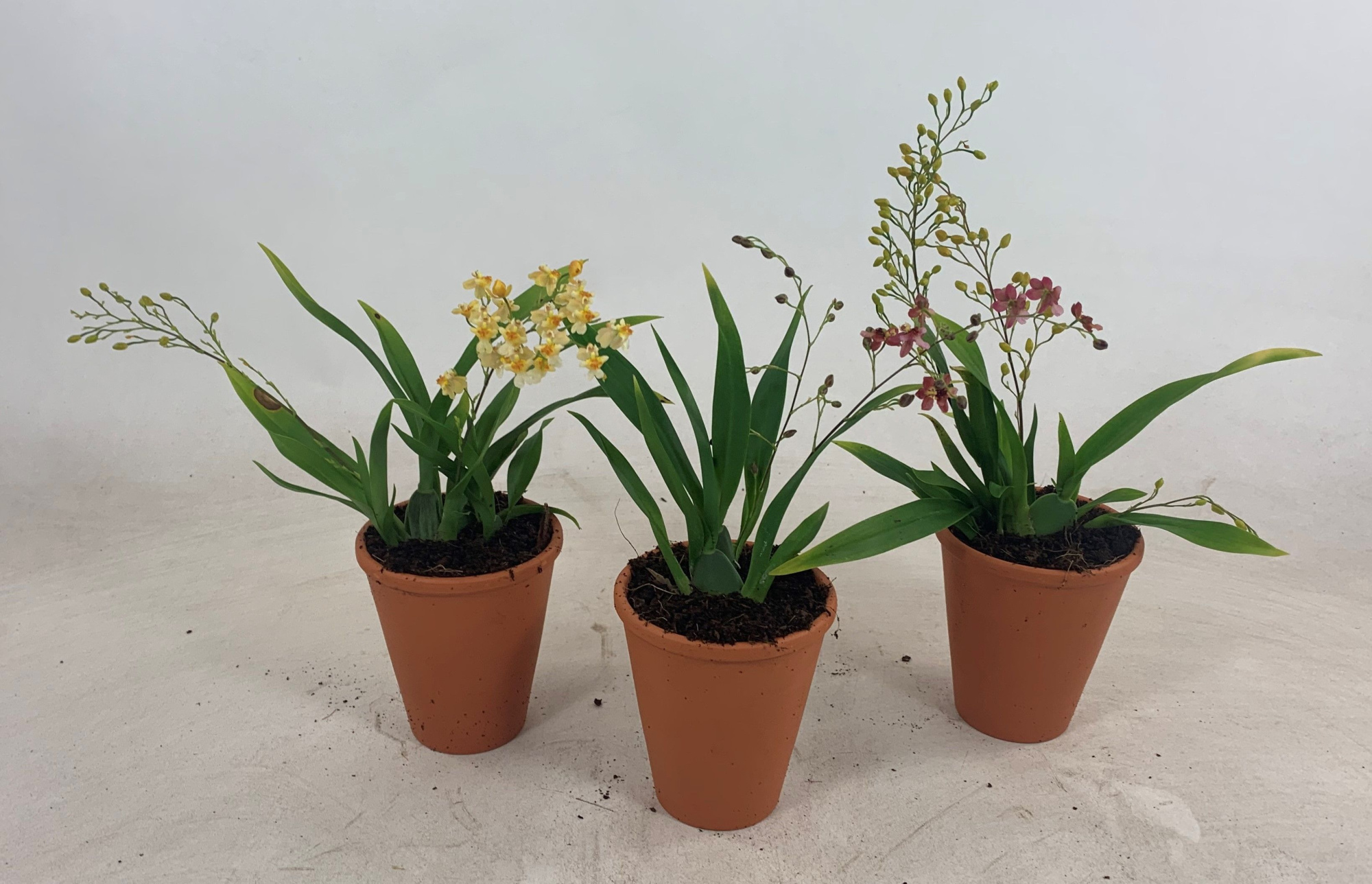 Twinkle mix 2-tak terracotta, D 8