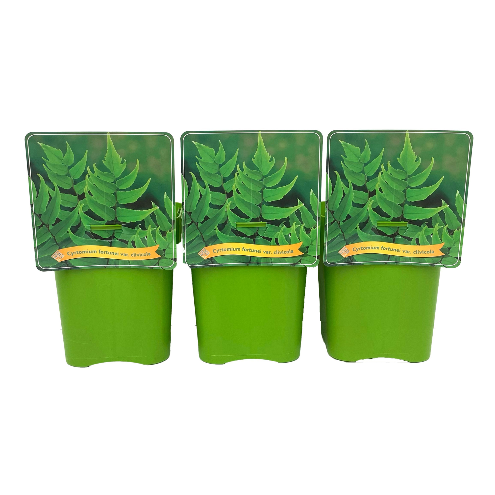 Cyrtomium fortunei var. clivicola C5, D 21