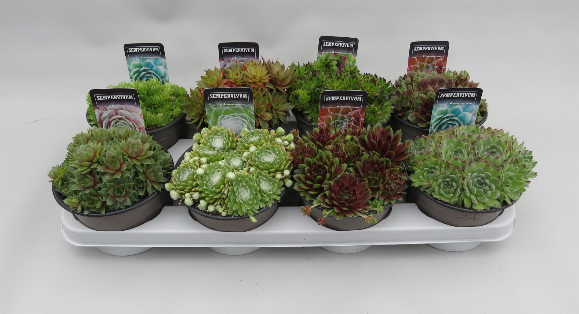 Sempervivum mix 14cm, D 14 cm