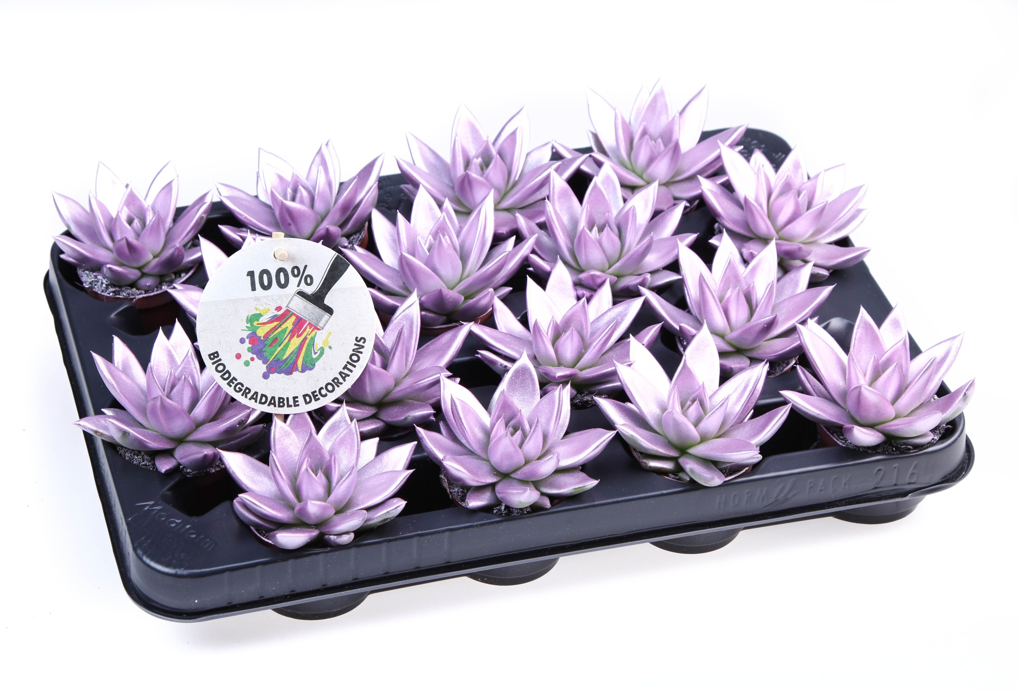 Rainbow Metallic pink, D 6,5 cm