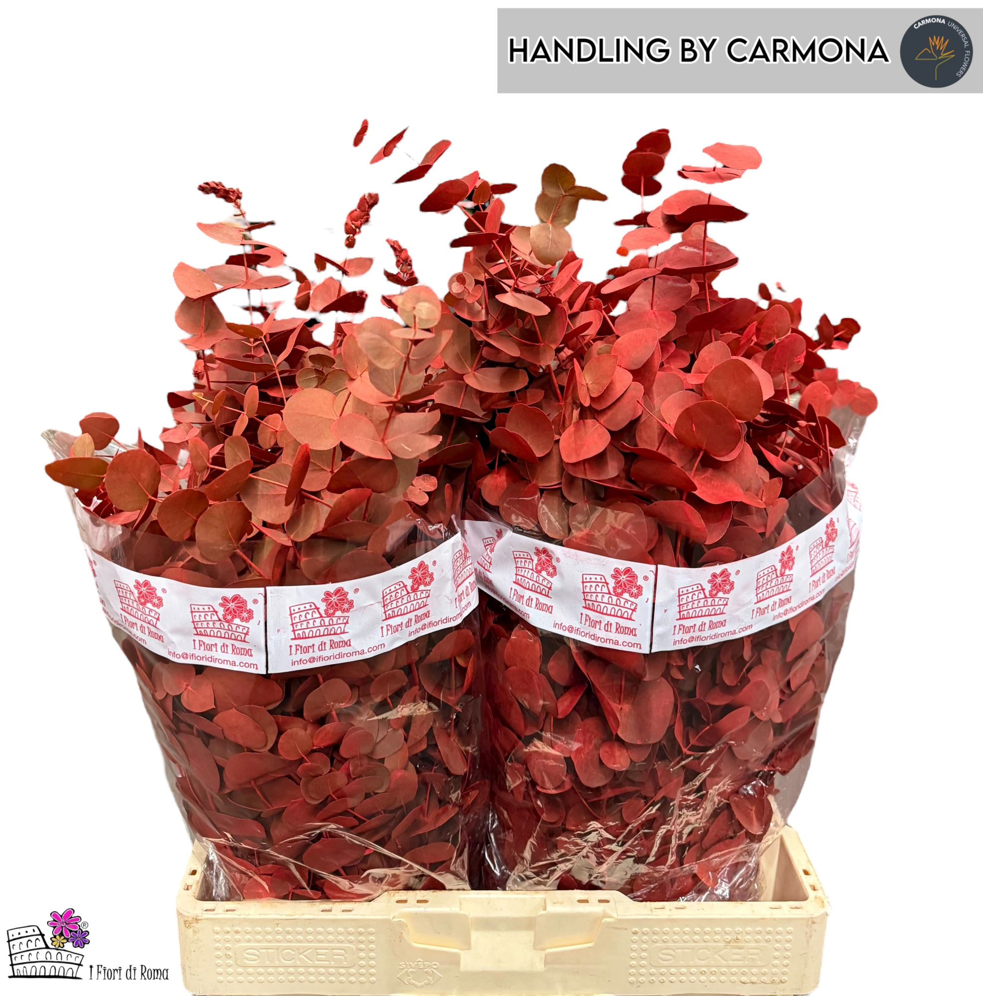 Эвкалипт Овериг Крашеный (краш. ) 60, шт.