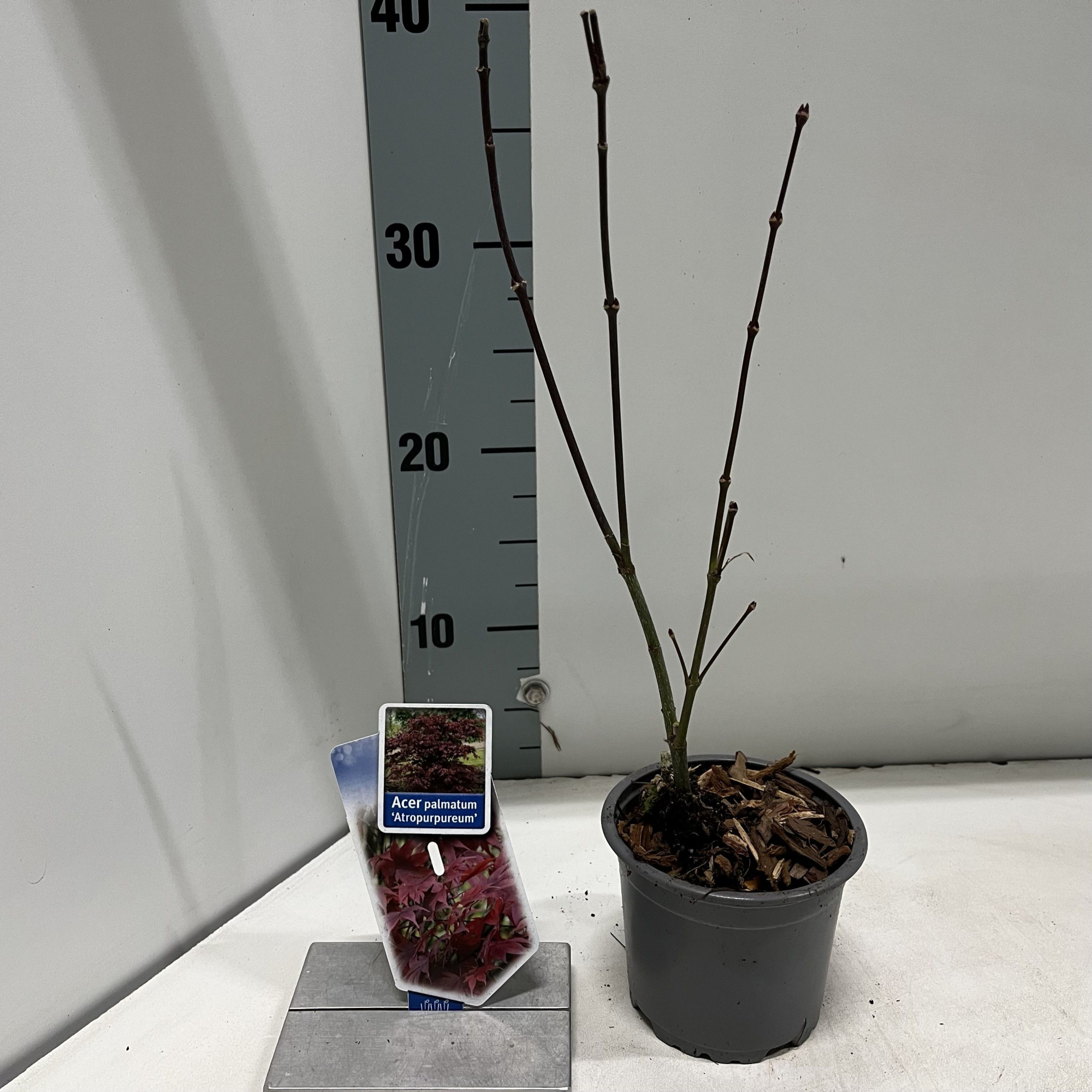 Acer pal. 'Atropurpureum', D 10,5