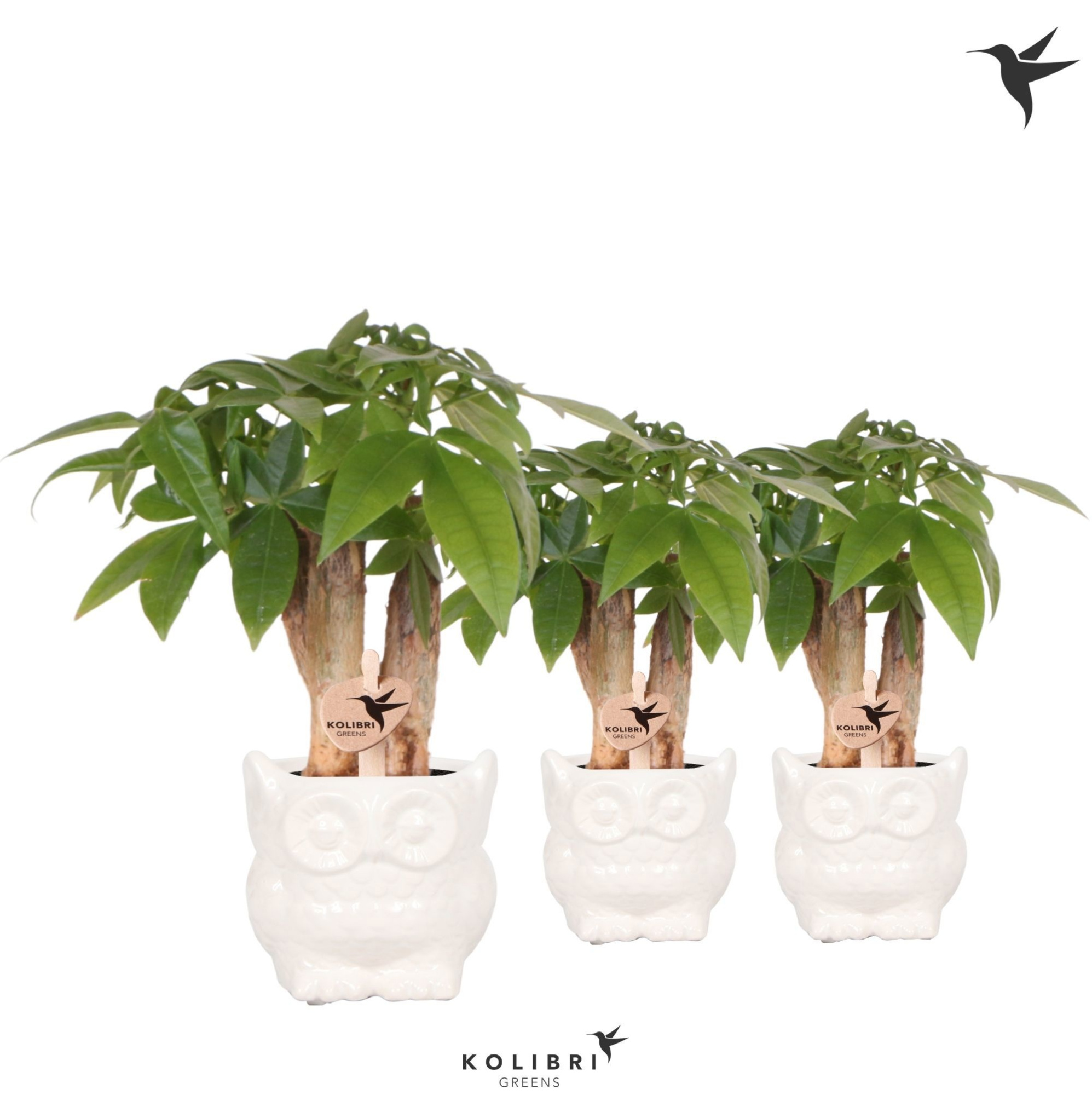 Kolibri Greens Pachira in Owl pot white, D 6