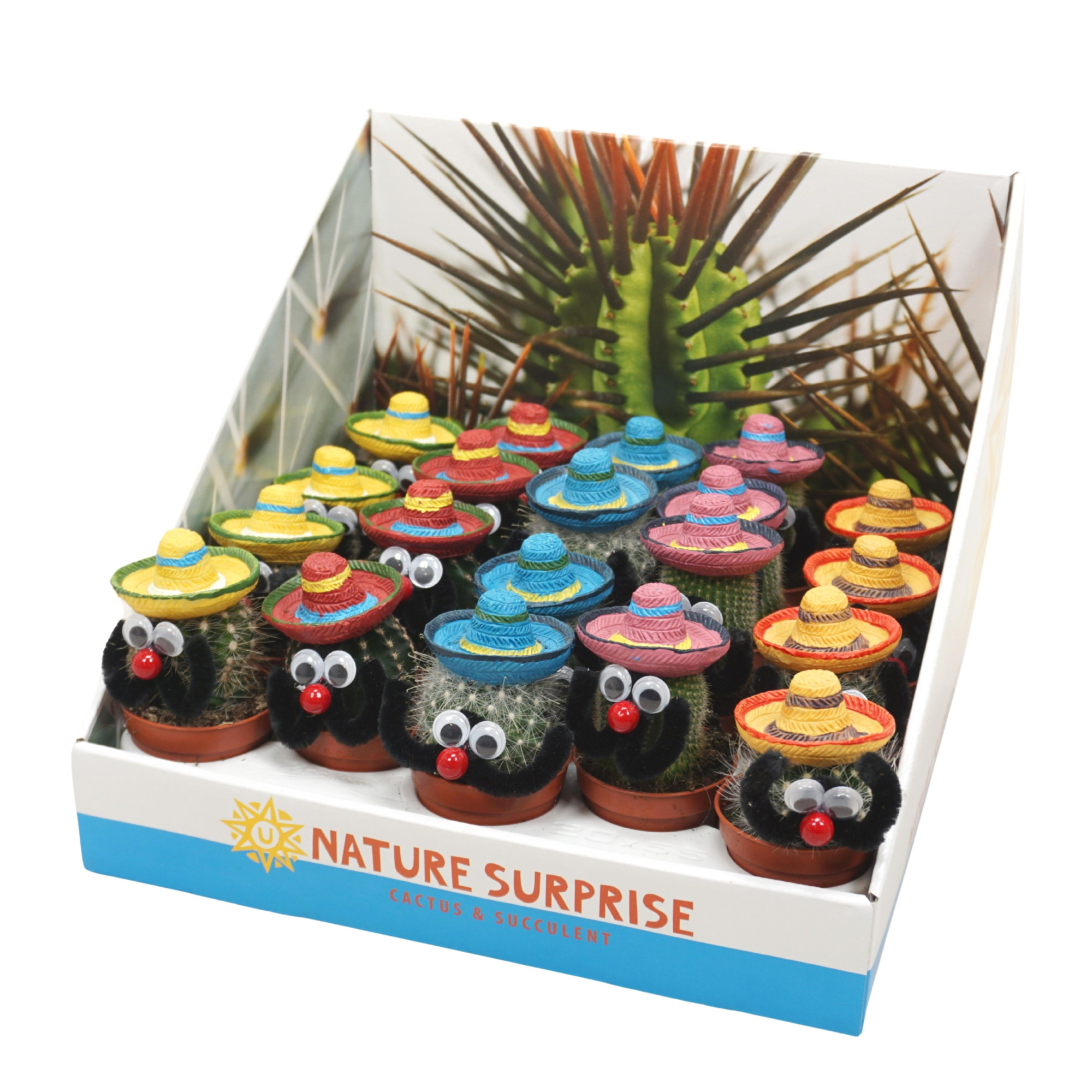 Mexicaanse mannetje cactus 5,5 cm in presentatiedoos, D 5,5 cm