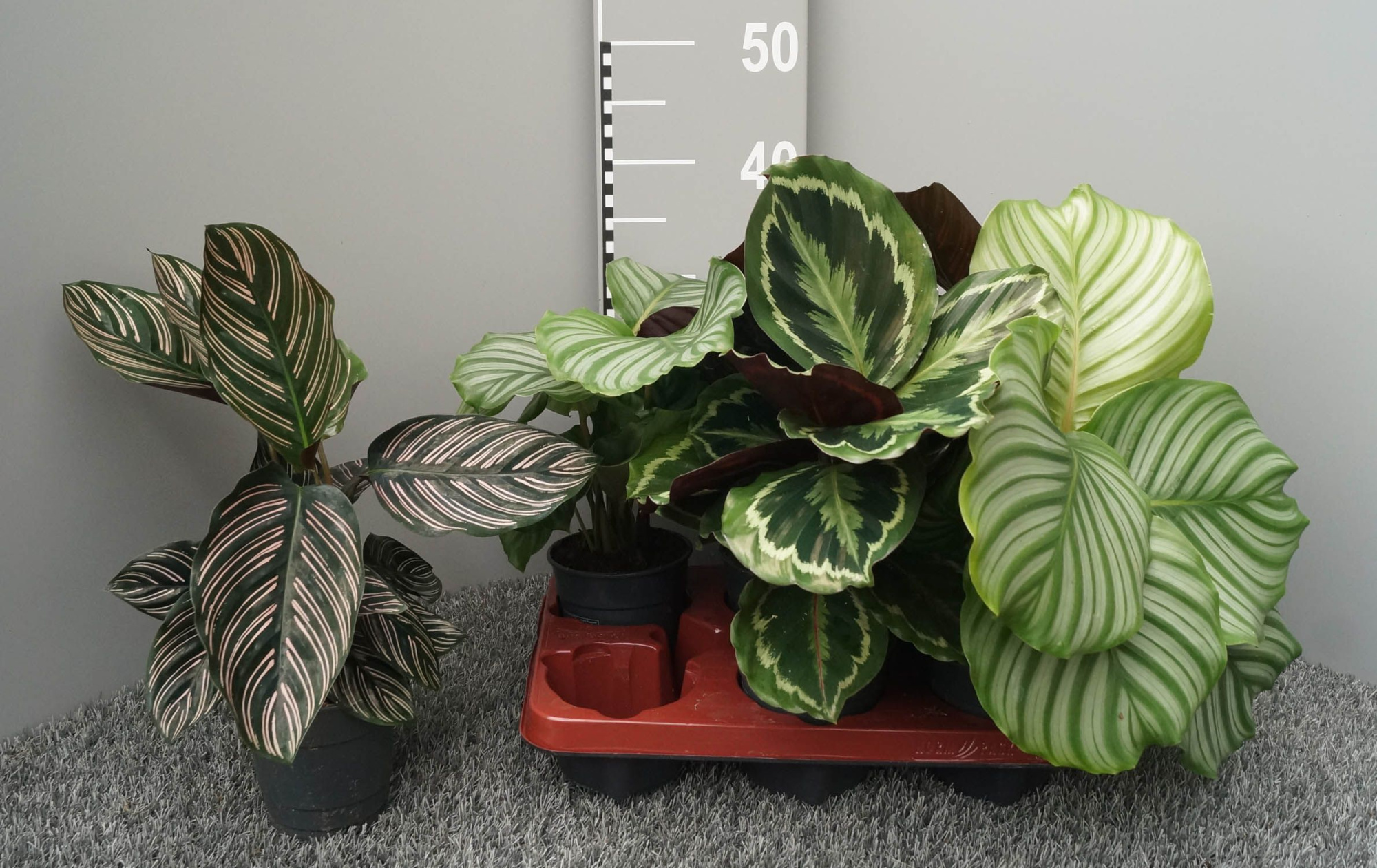 Calathea pot 12 gemengd, 3 soorten, D 12 cm