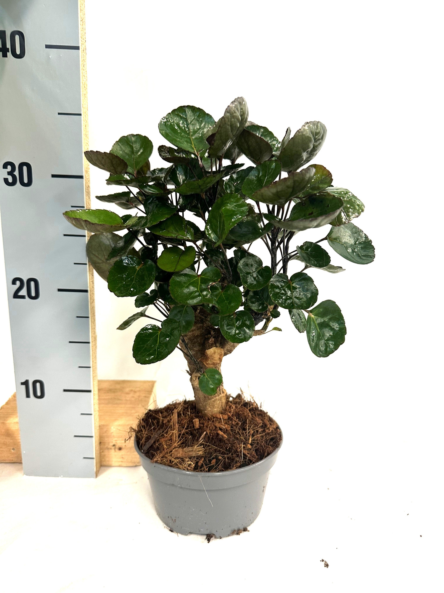 Polyscias Fabian, D 12 cm