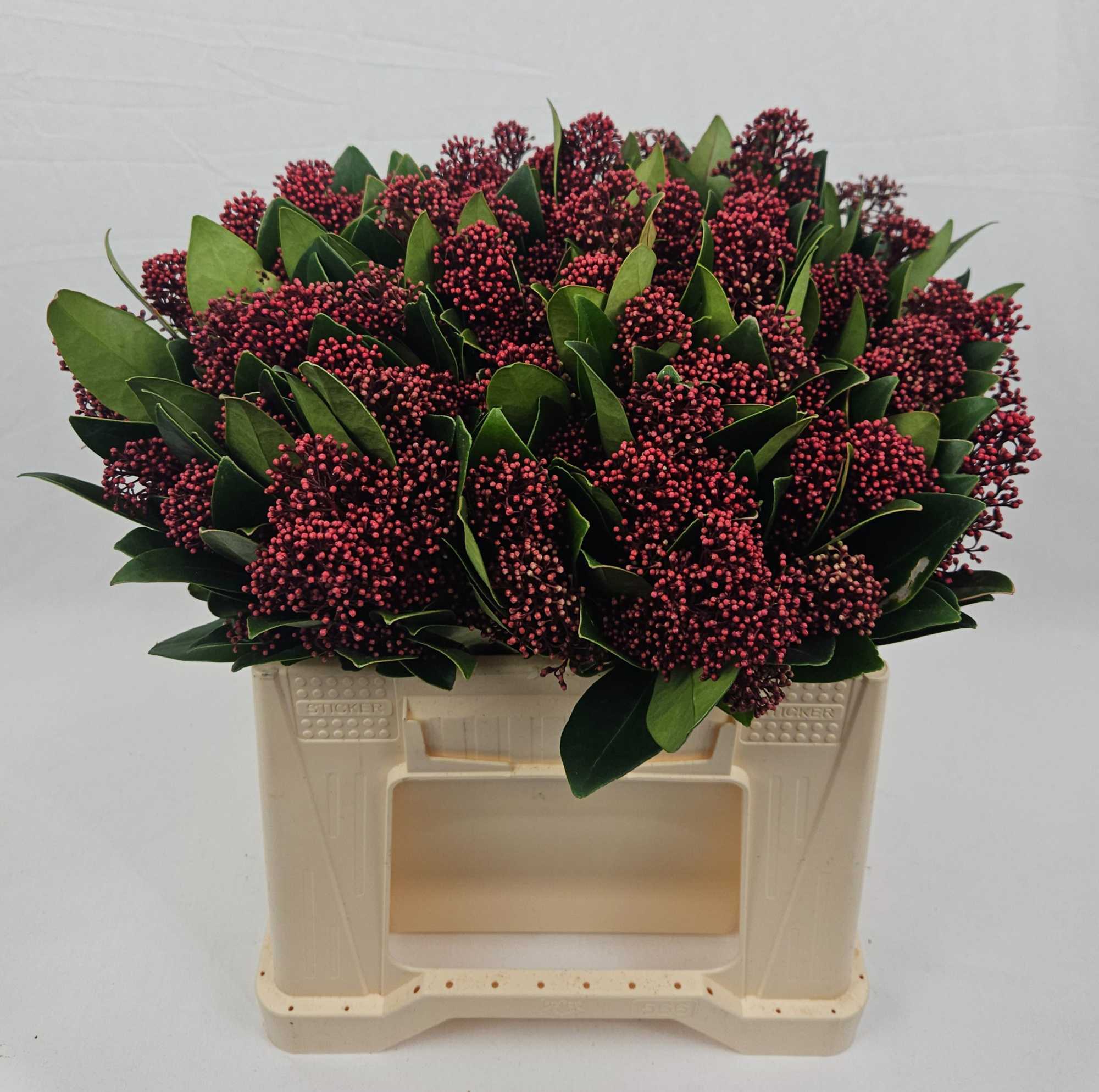 Скимия Рубелла за пучок 35 (красн.), пуч.